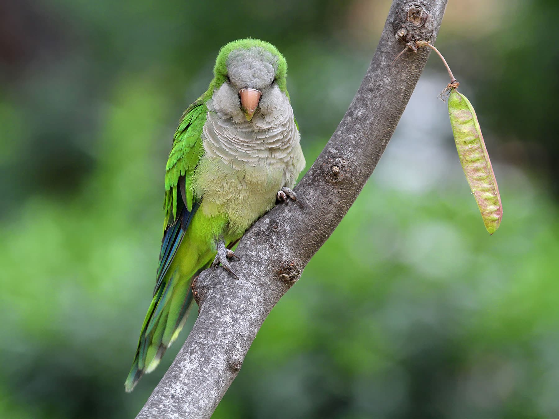 Monk Parakeet perching in a tree