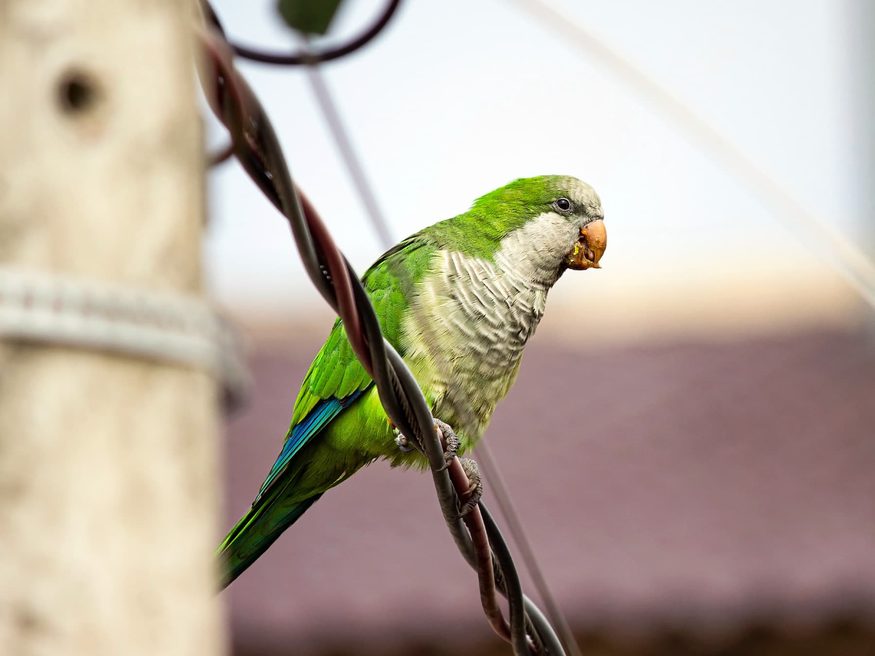 Monk parakeet perching on wires in city
