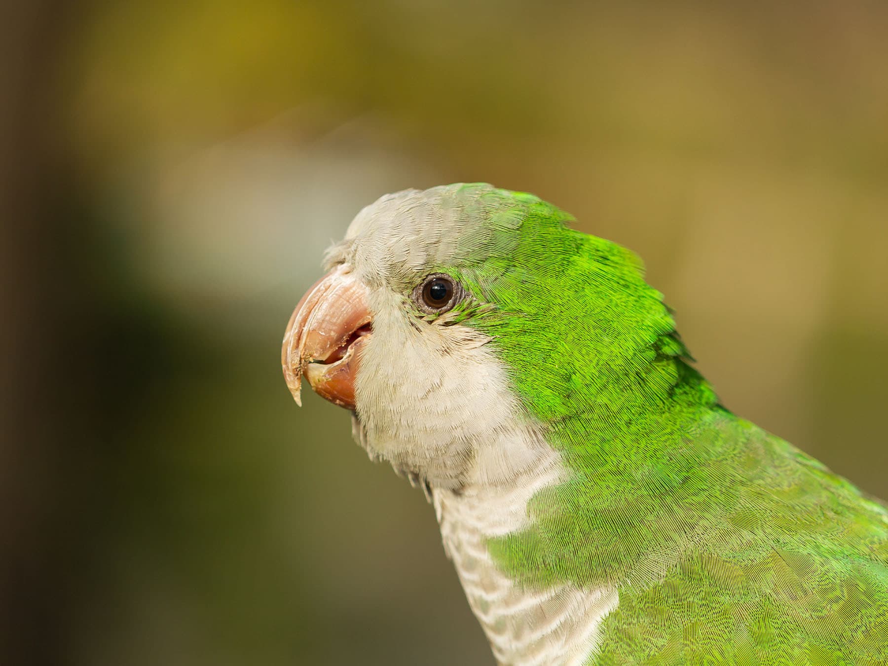 Portrait of a Monk Parakeet