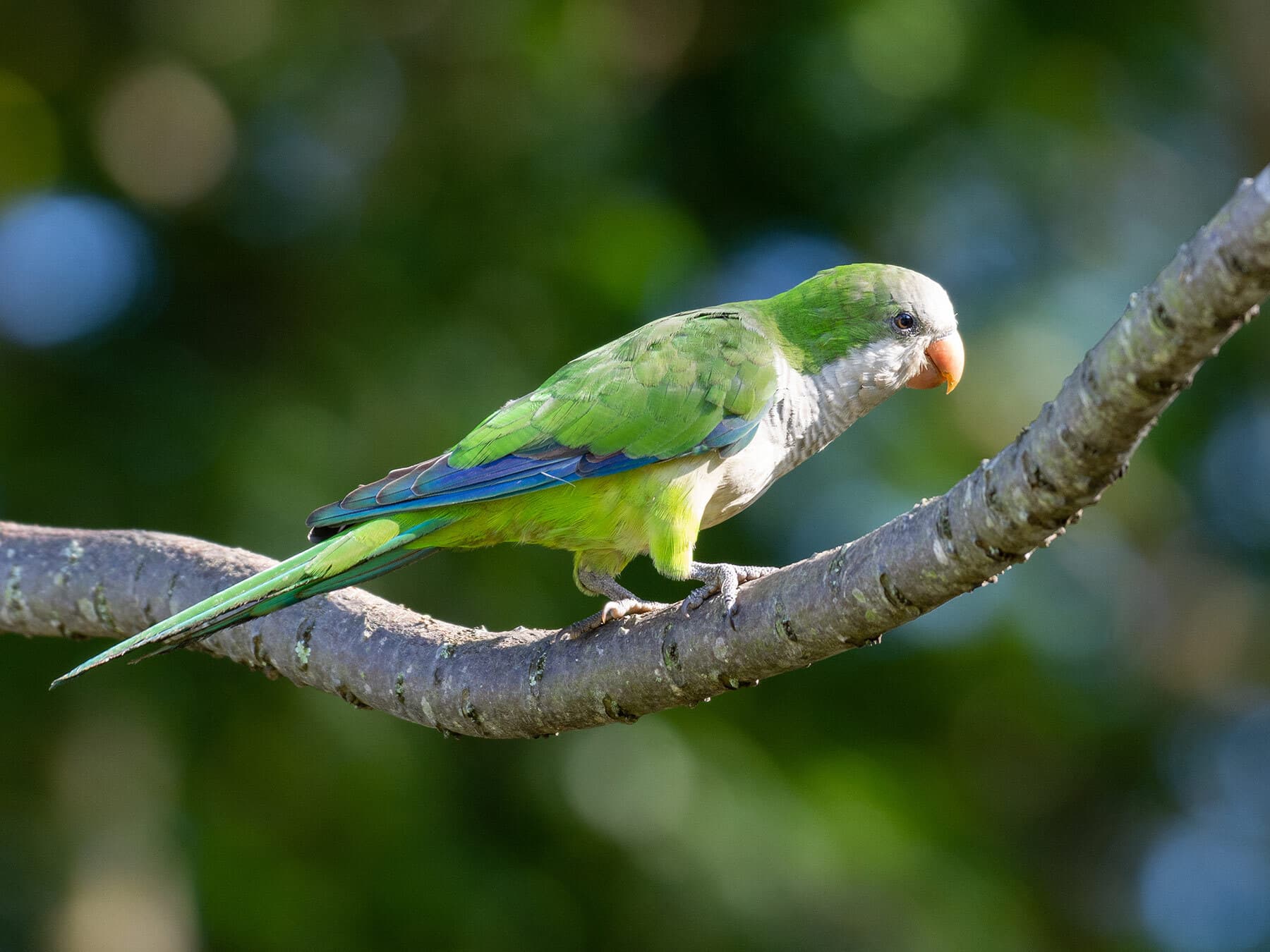 Monk parakeet