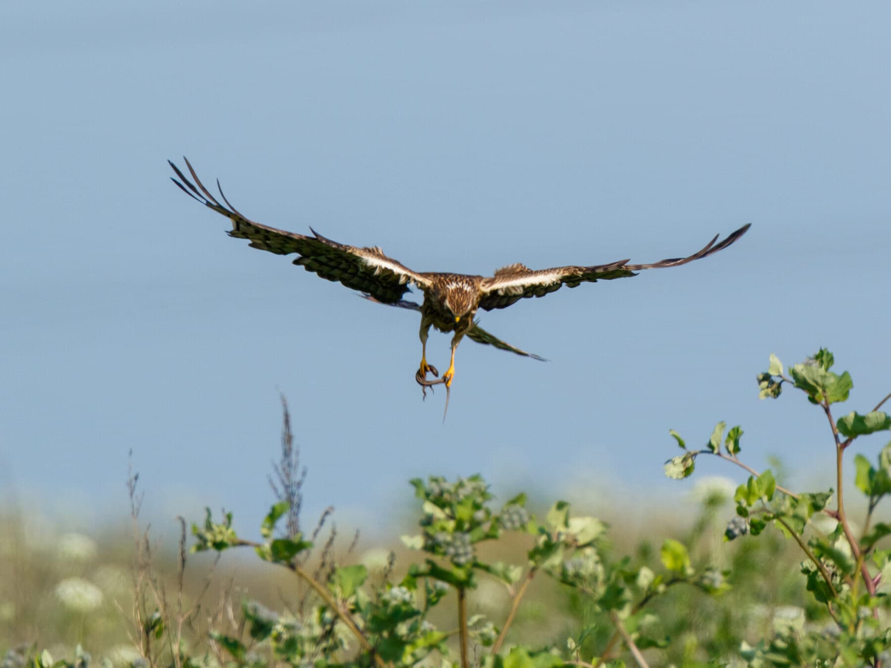 Montagu's Harrier hunting a lizard