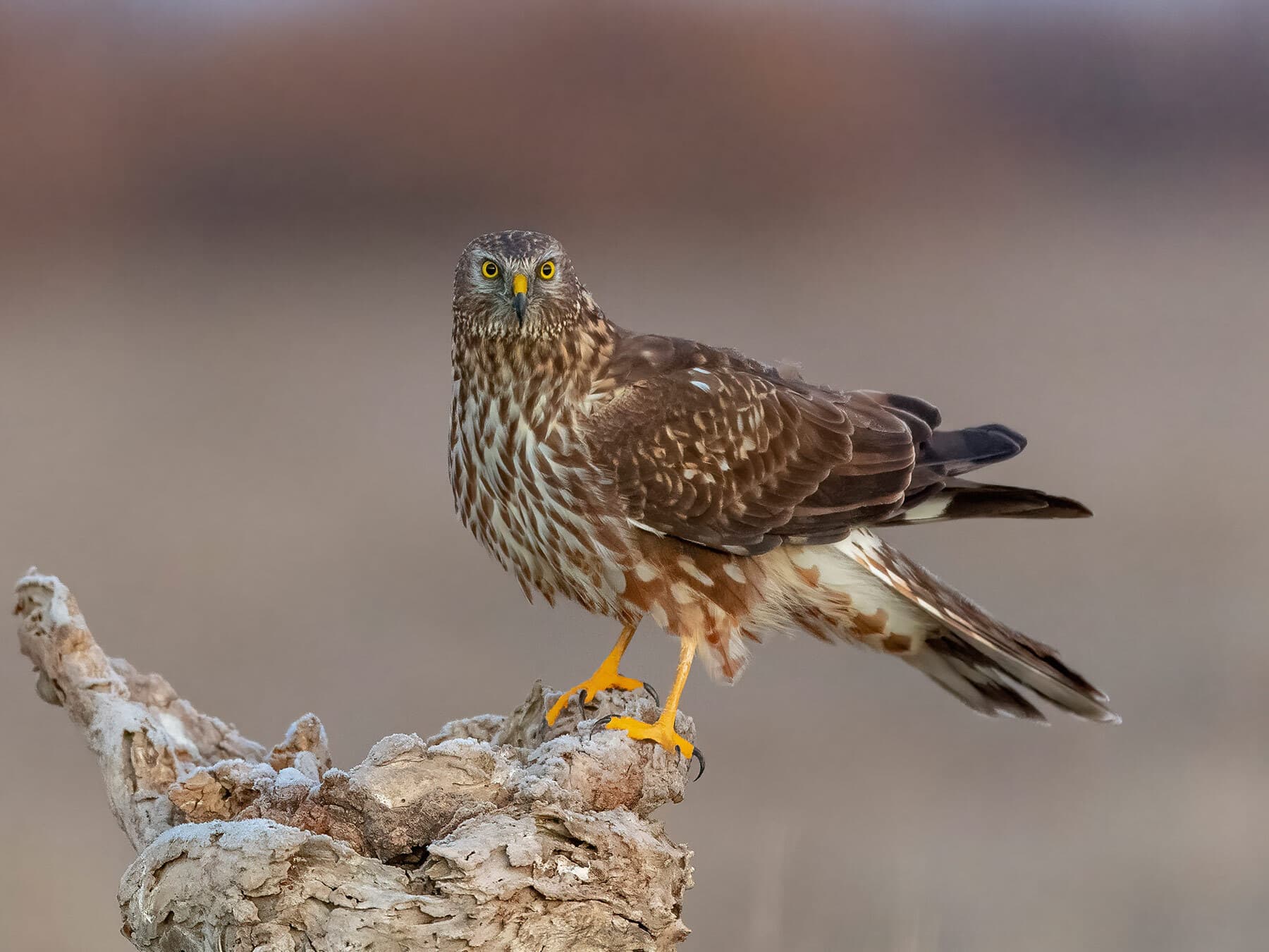 Close up of a perched Montagu's Harrier