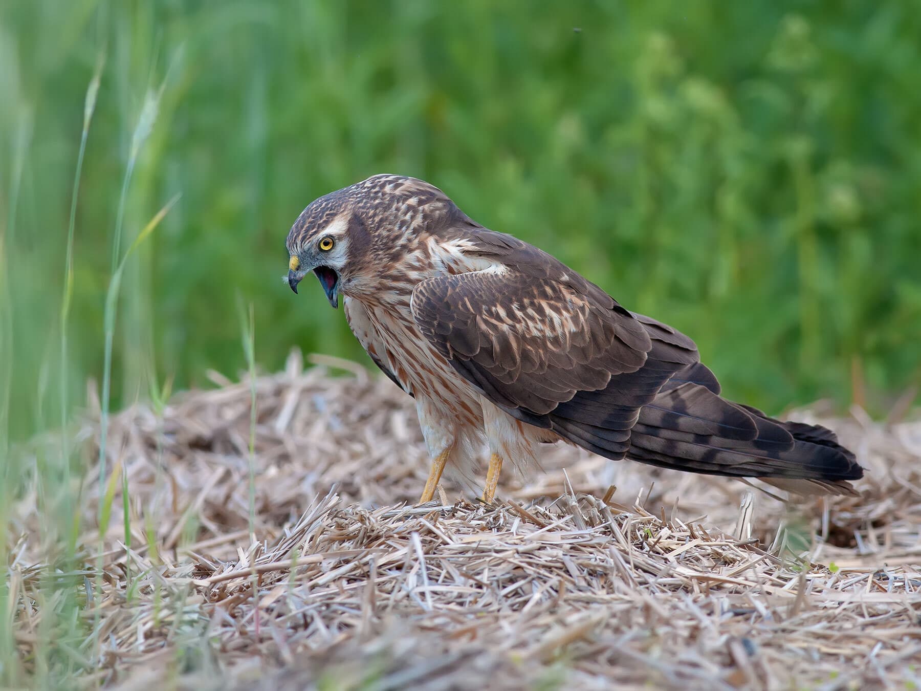 Montagu's Harrier calling