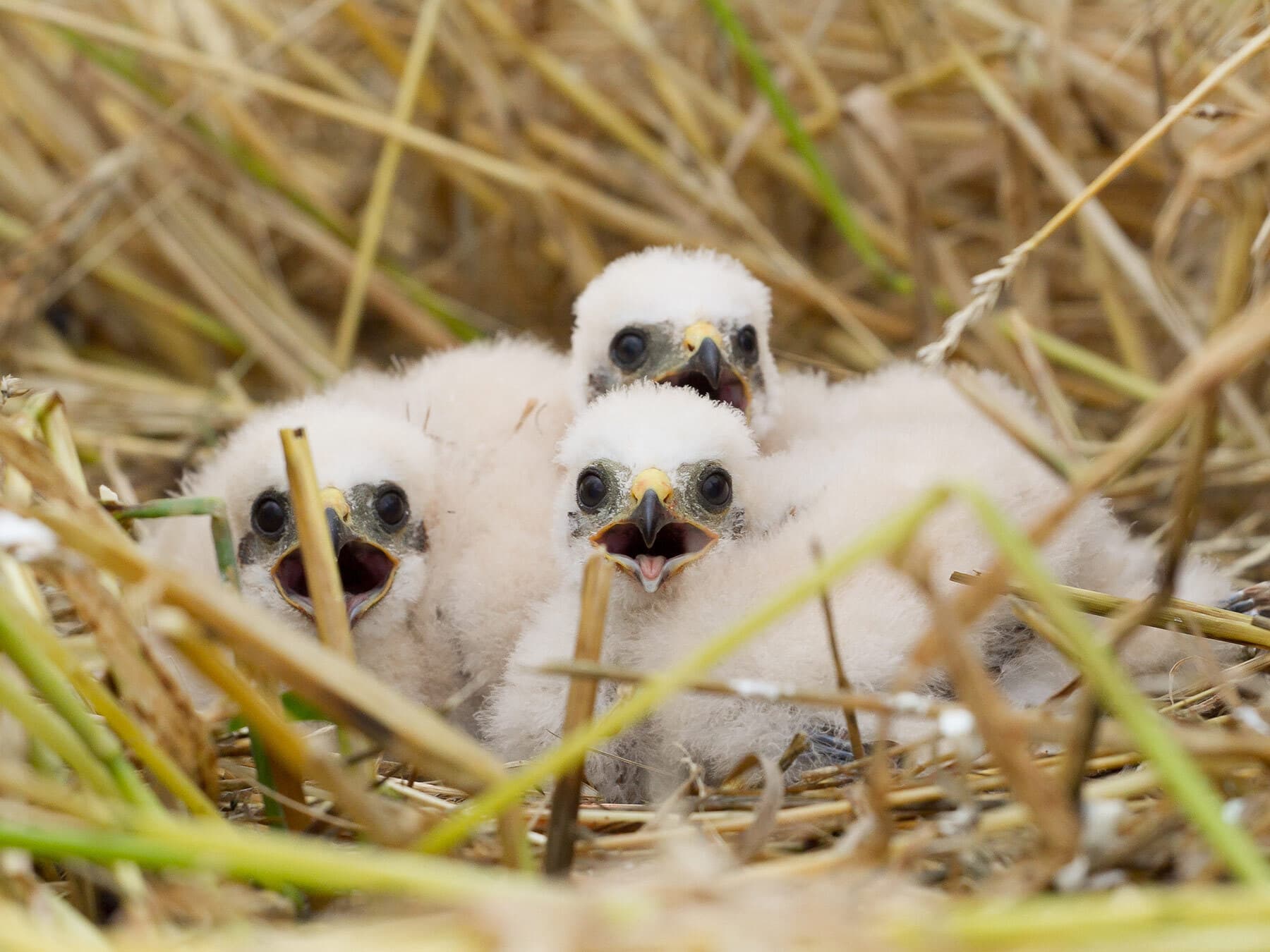 Montagu's Harrier chicks in nest