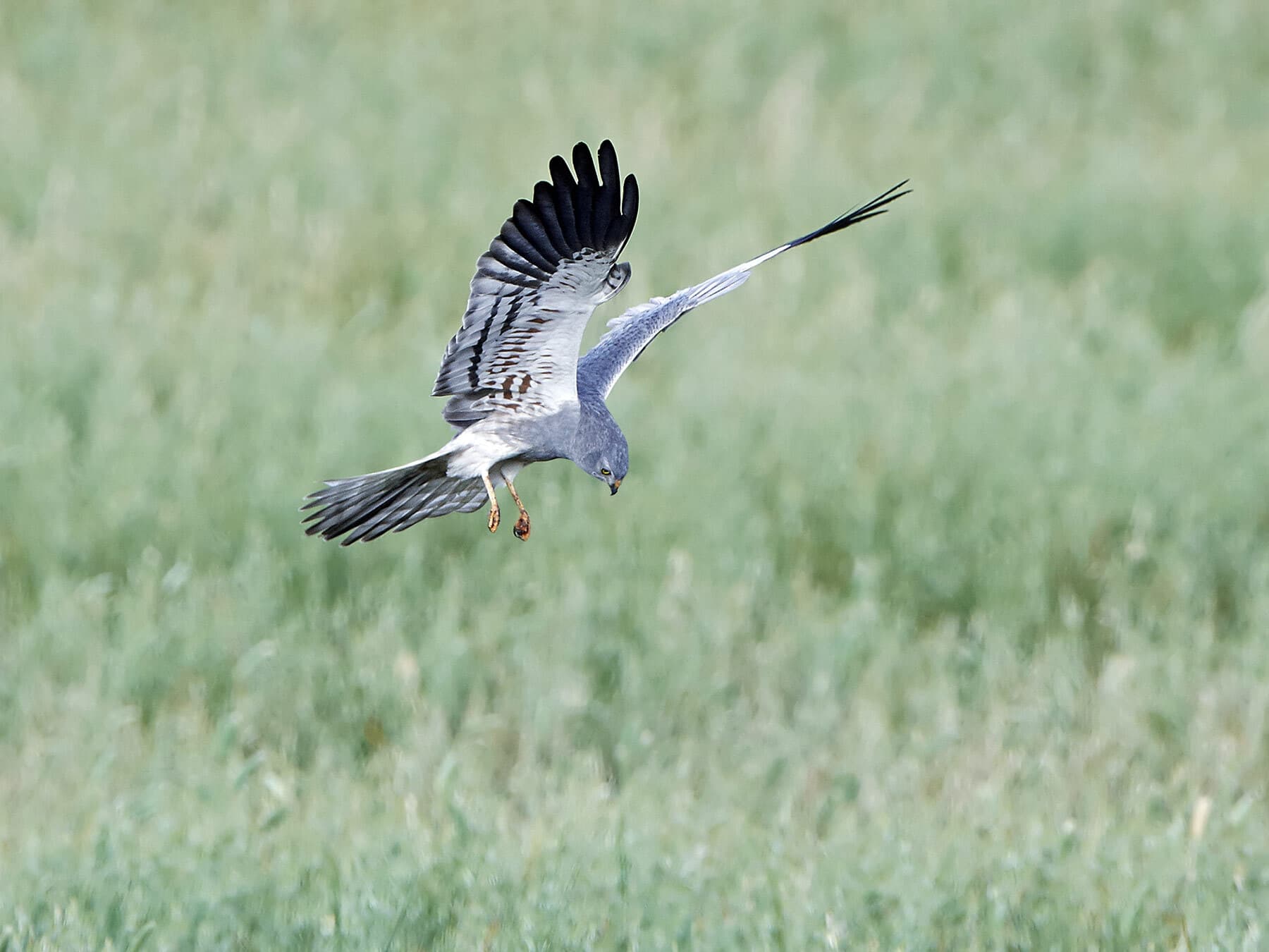 Montagu's Harrier searching for prey