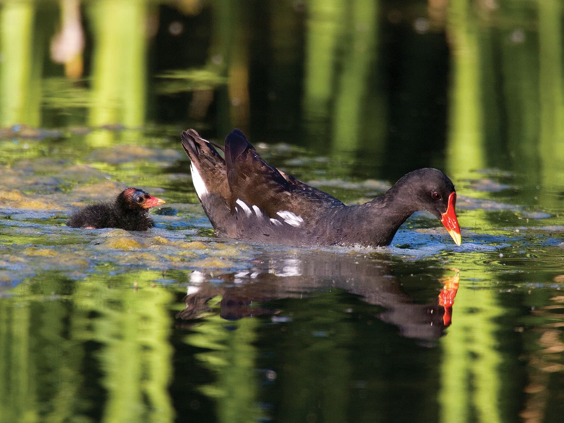 Moorhen chick swimming closely behind one of their parents