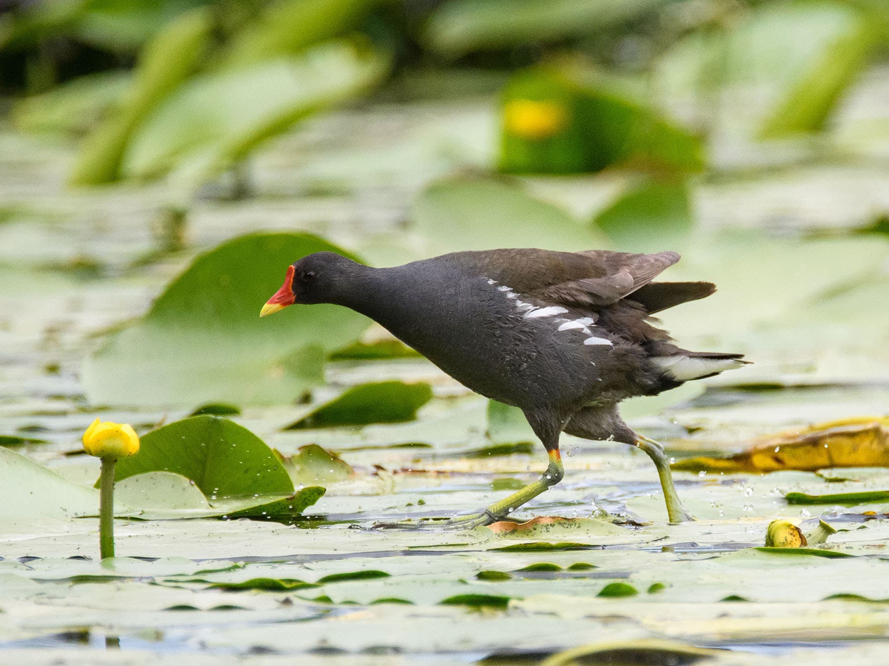 Moorhen foraging