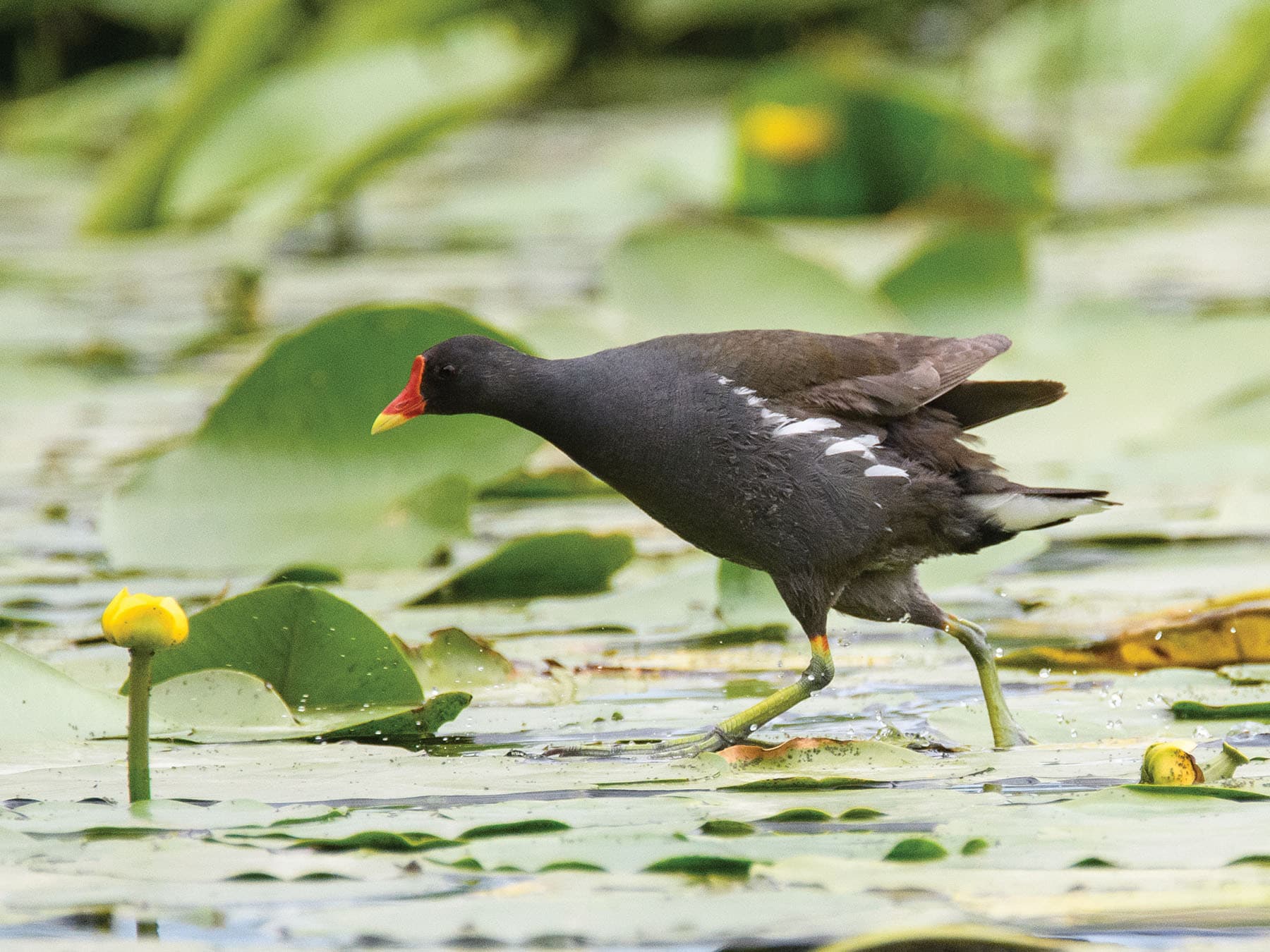 Moorhen foraging for food on top of the lily pads