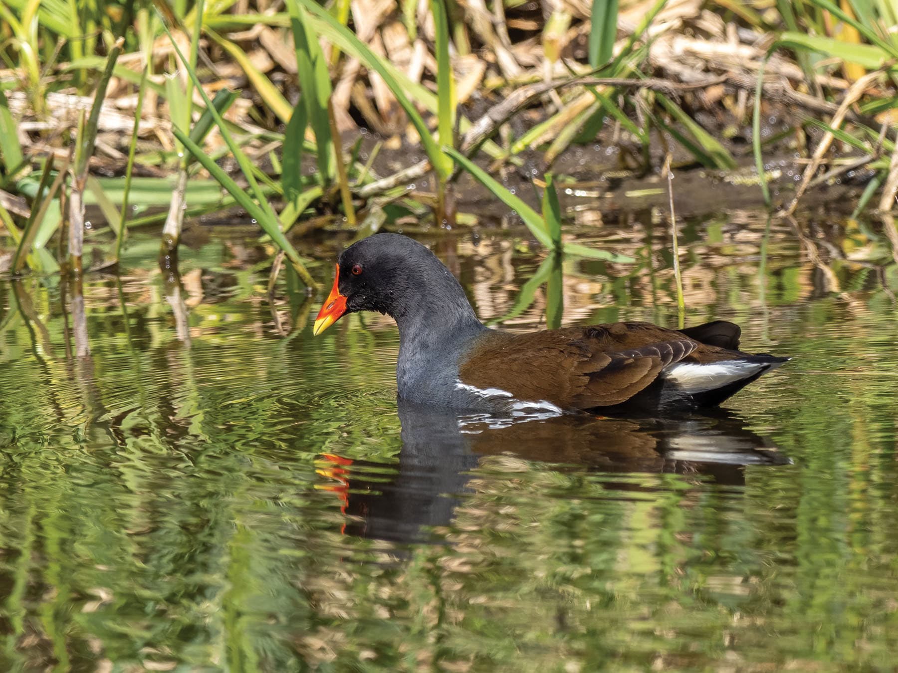 Close up of a Moorhen pictured in its natural habitat