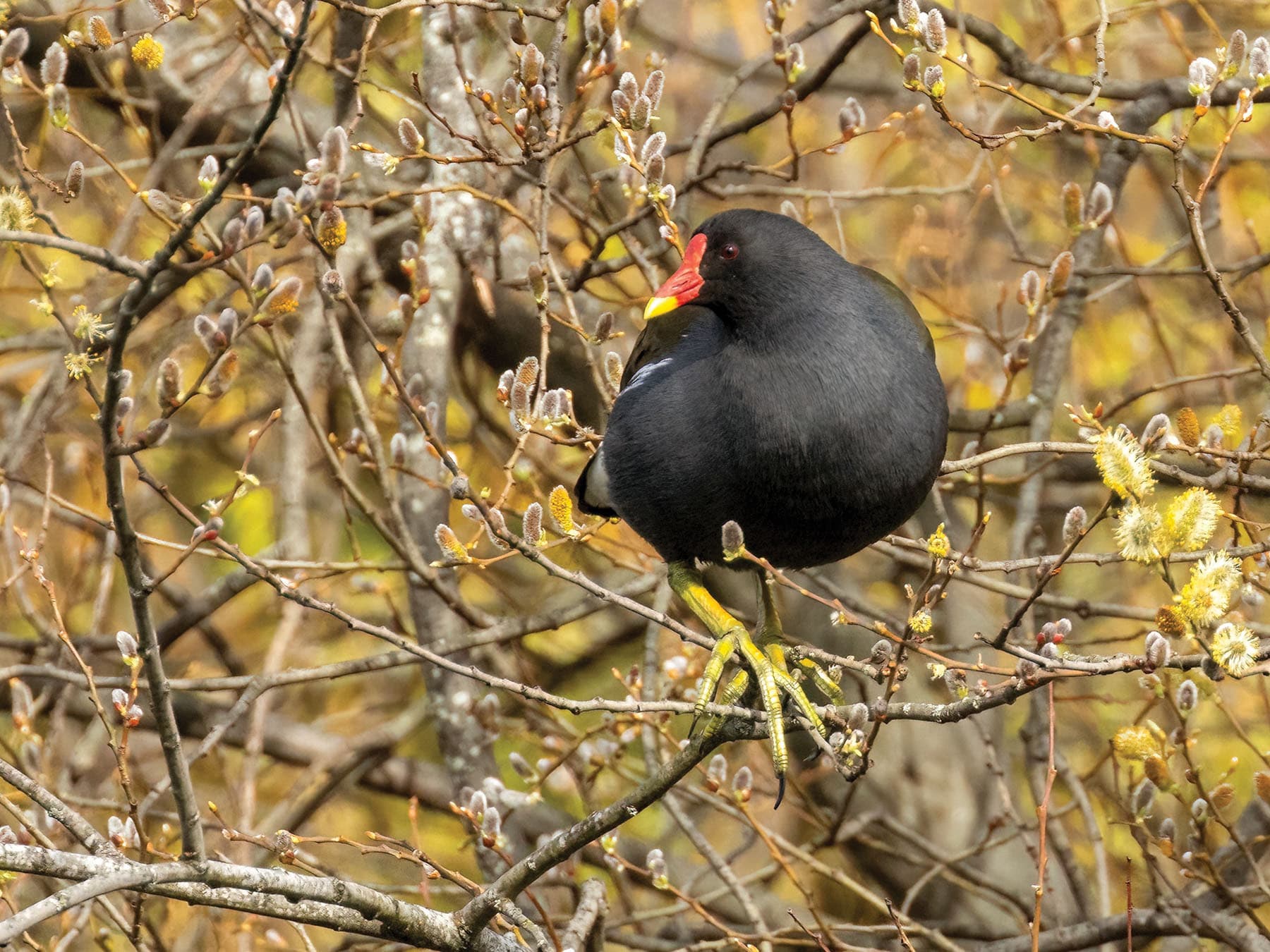 Moorhen balancing on a branch in a tree