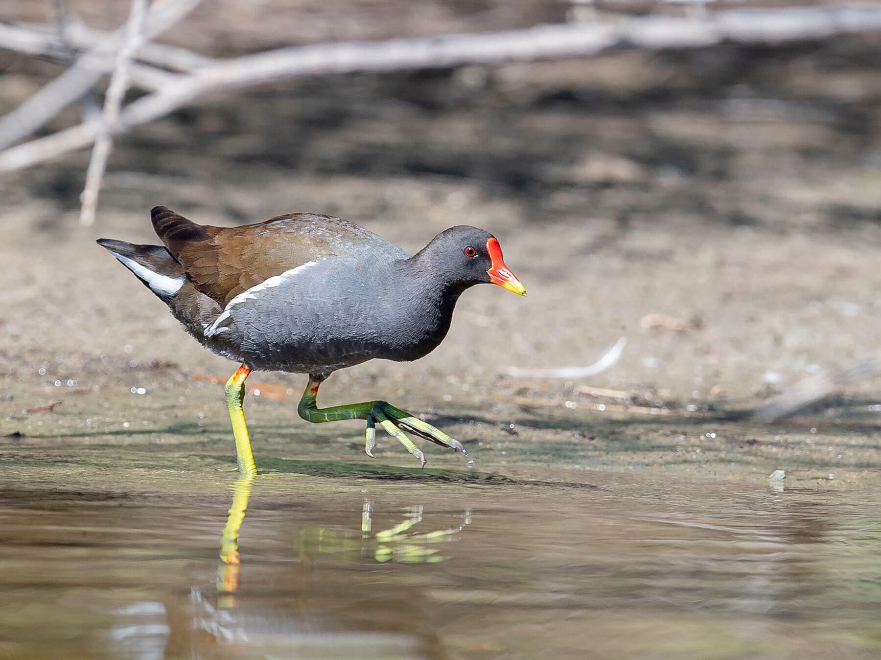 Moorhen in water
