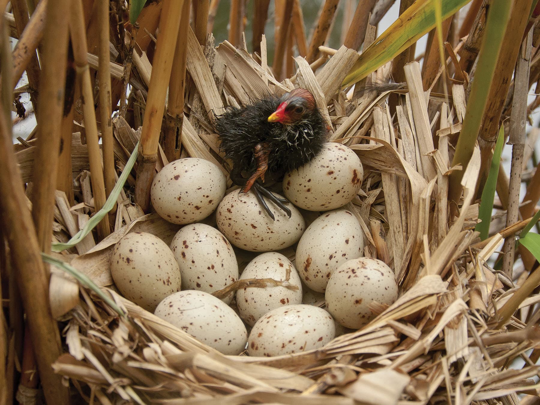 The nest of a Moorhen with eggs inside and a recently hatched chick