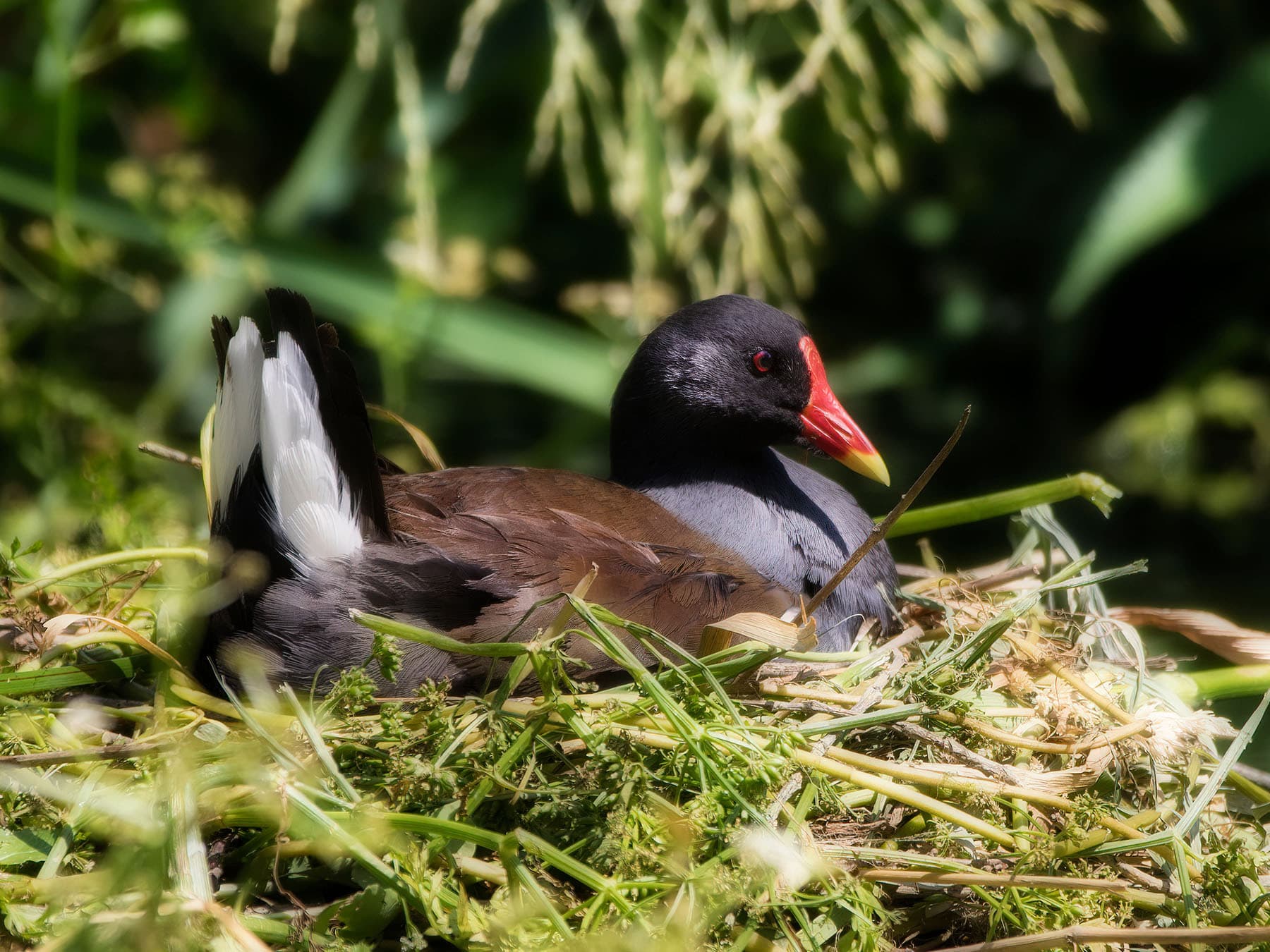 Moorhen nesting