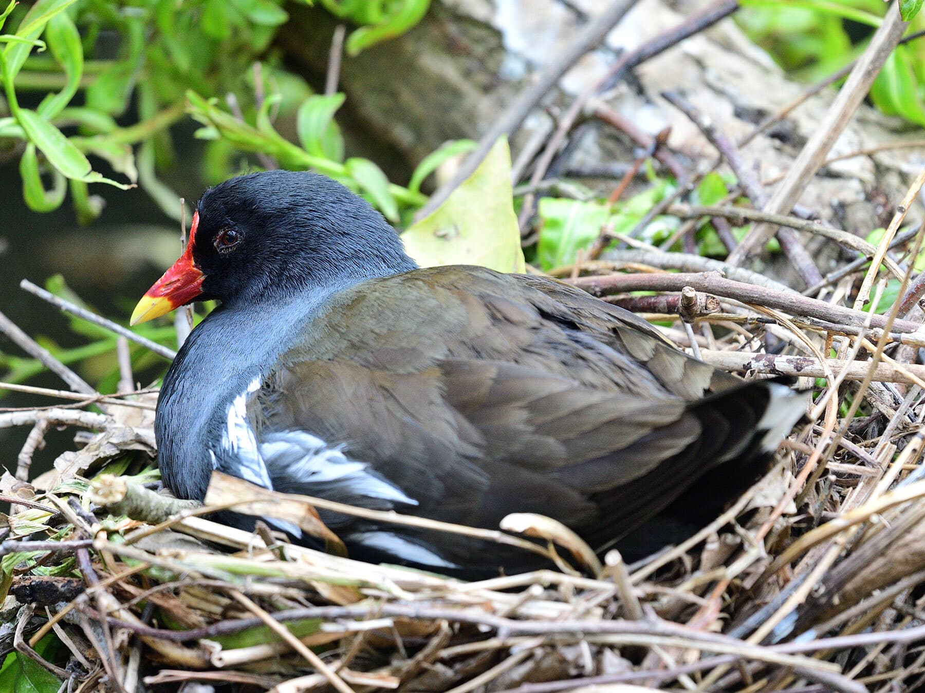 Moorhen on nest