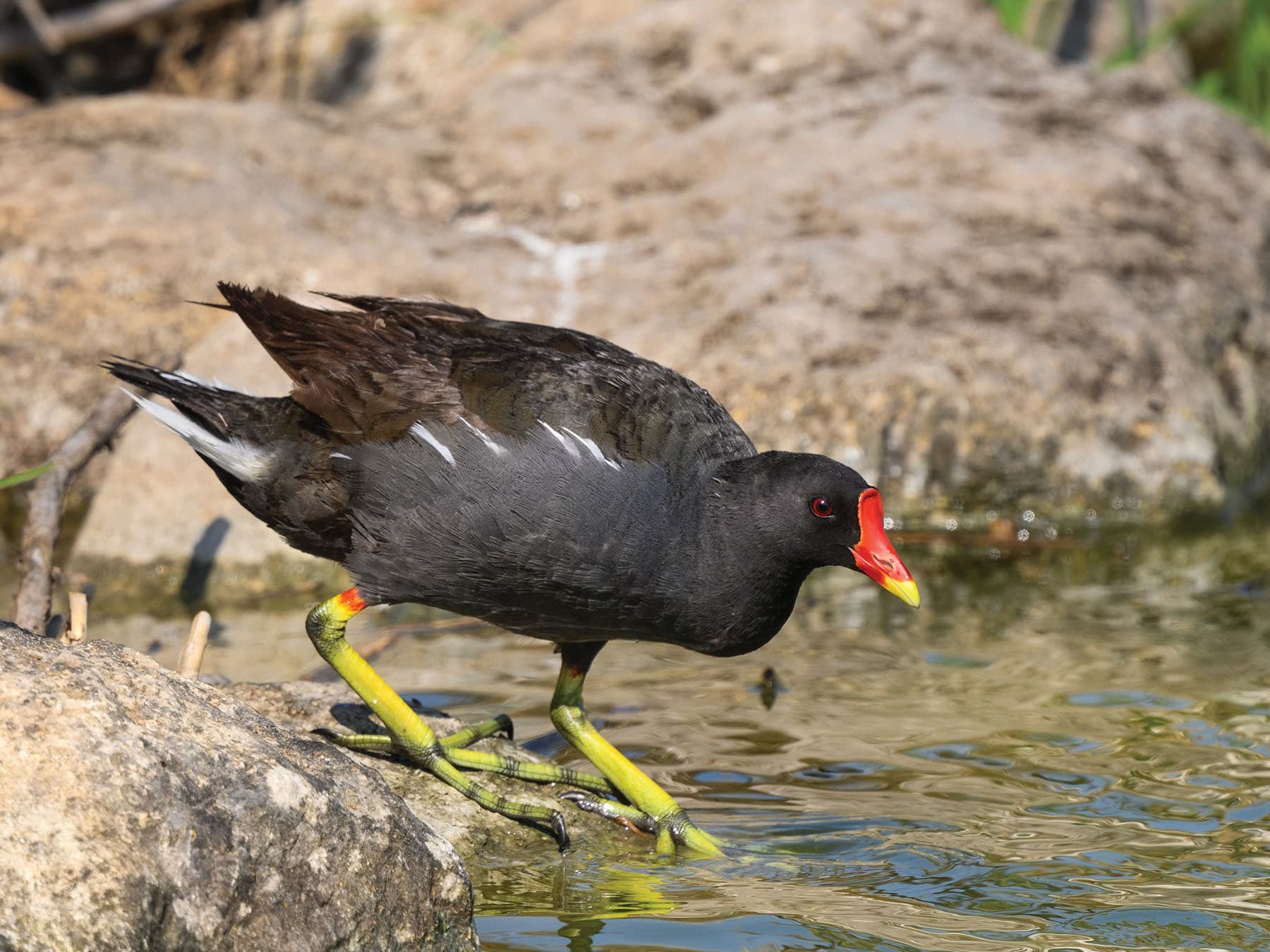 Eurasian Moorhen stood on a rock
