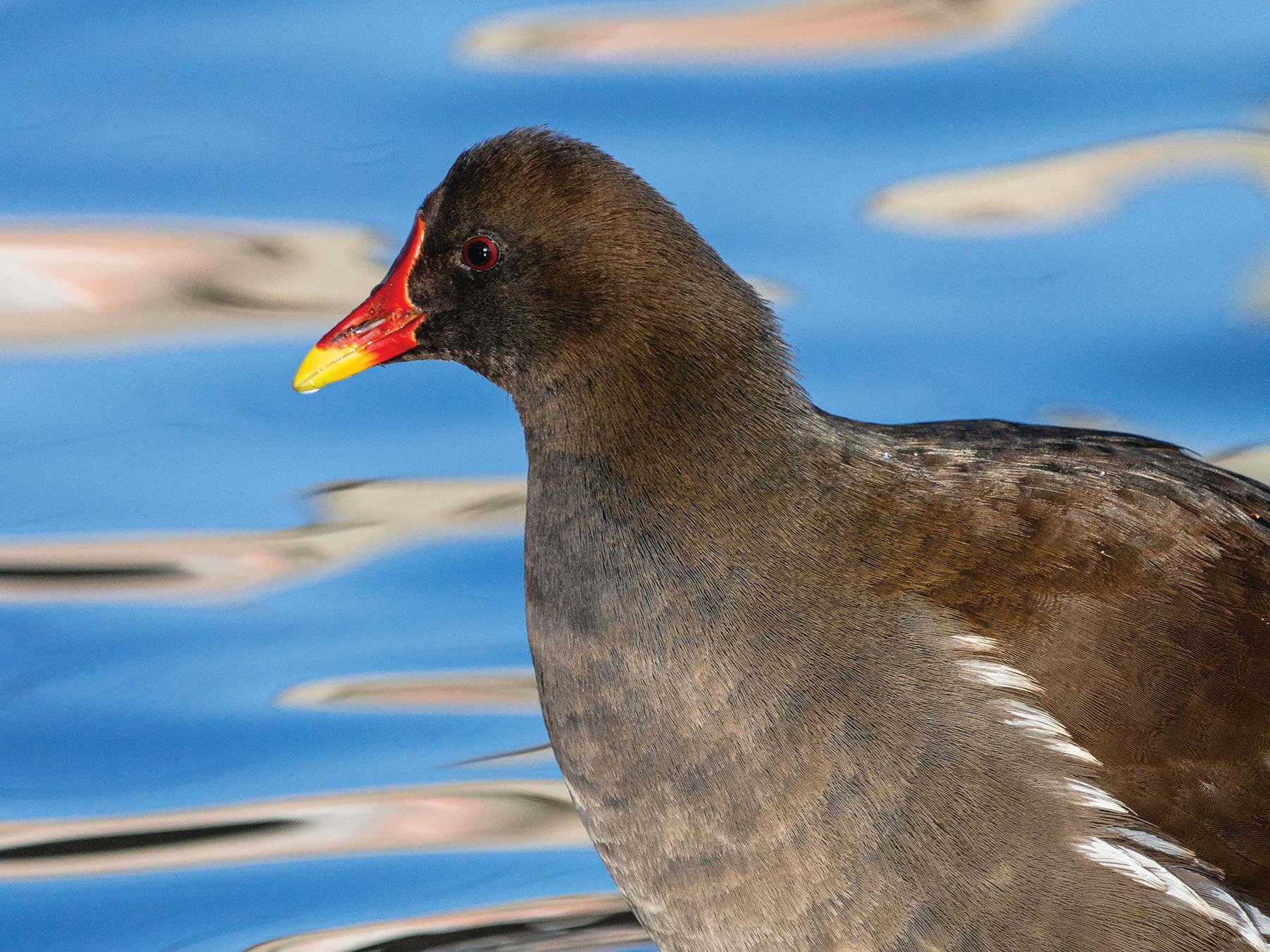 Close up portrait of a Moorhen