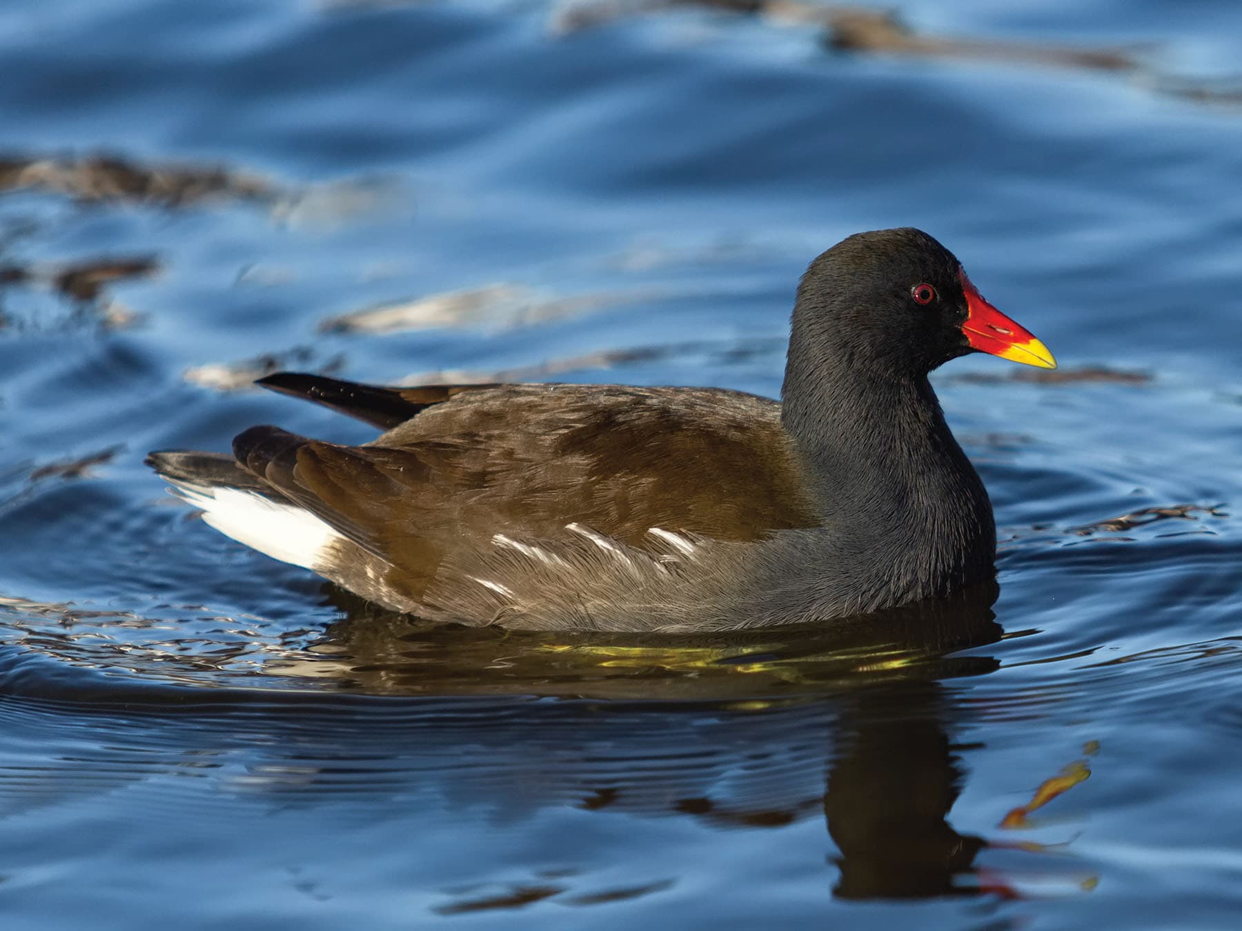 Moorhen swimming on the water