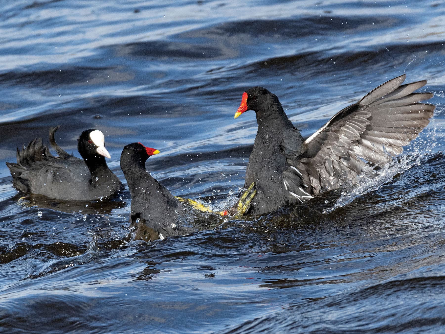 A pair of Moorhens fighting, with a Eurasian coot watching
