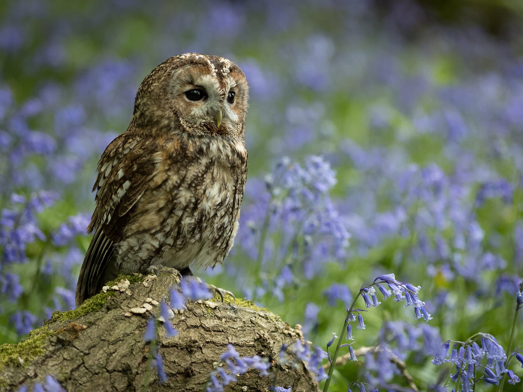 Most common owl in uk