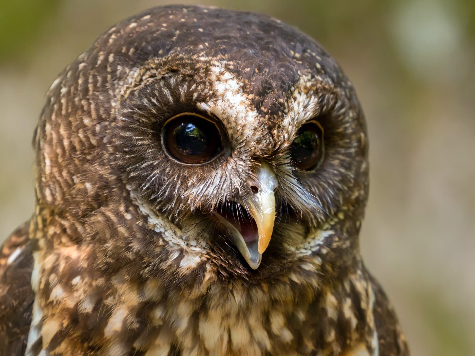Portrait of a Mottled Owl hooting