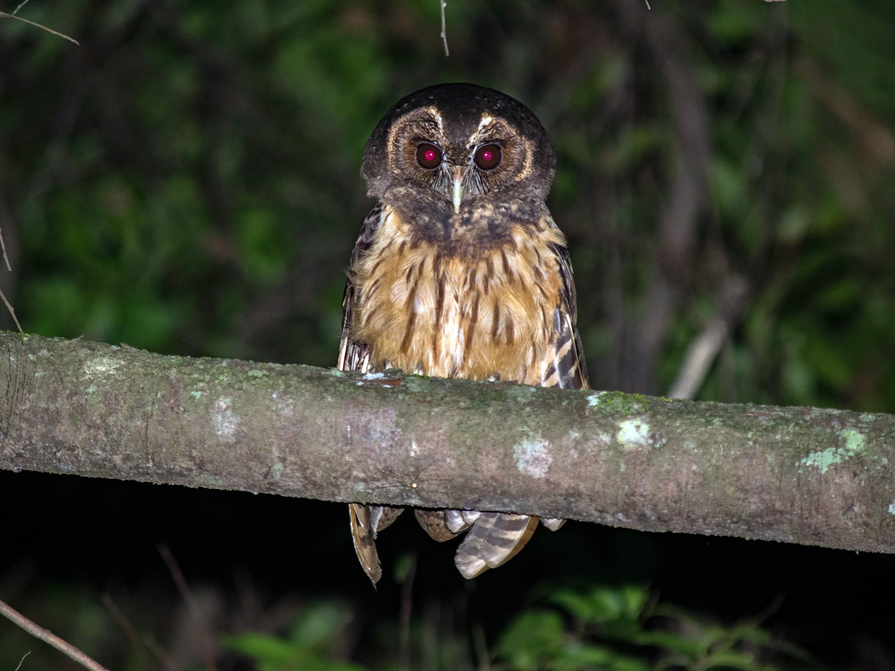Mottled Owl perching on a branch