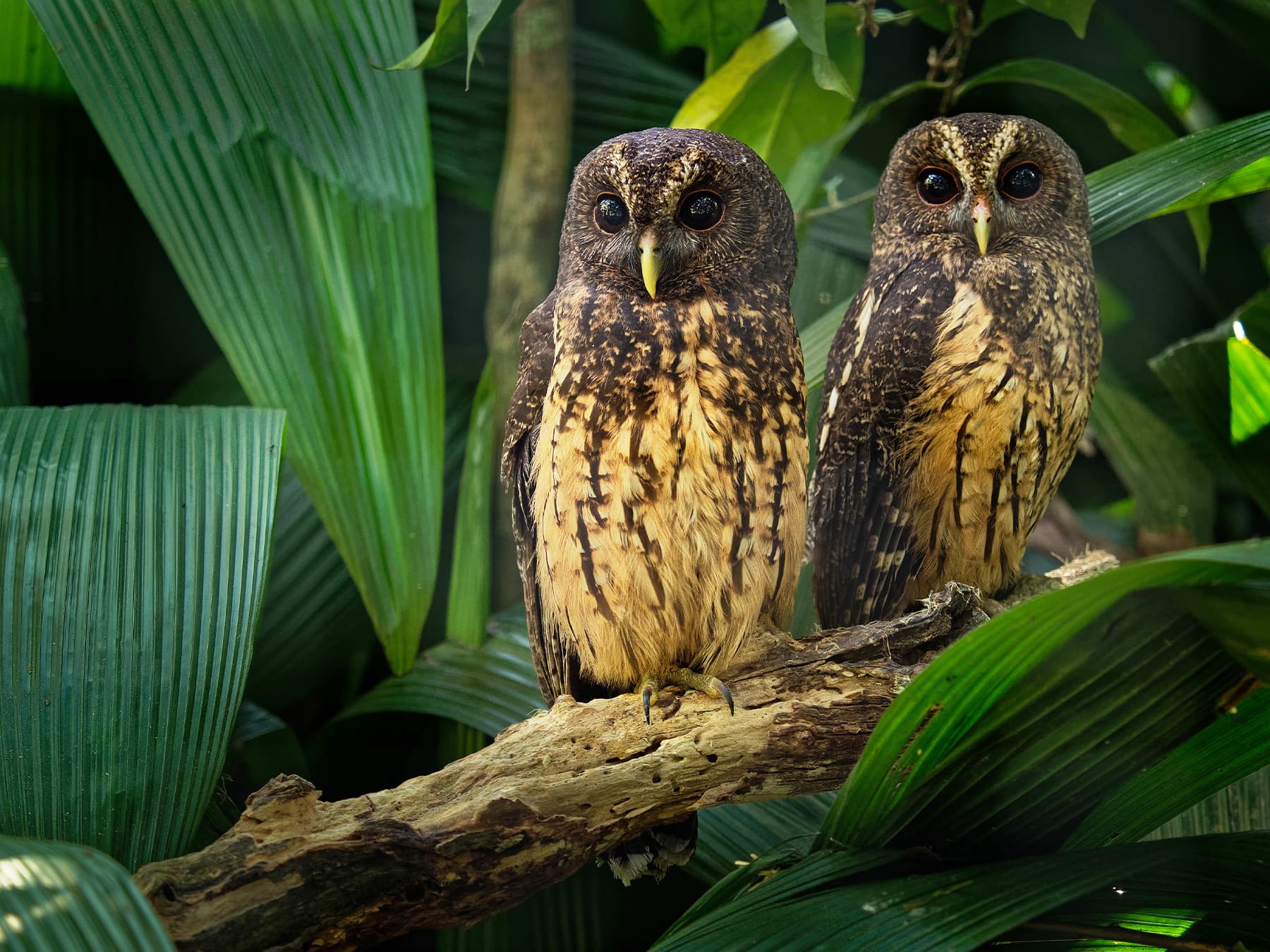 Pair of Mottled Owls
