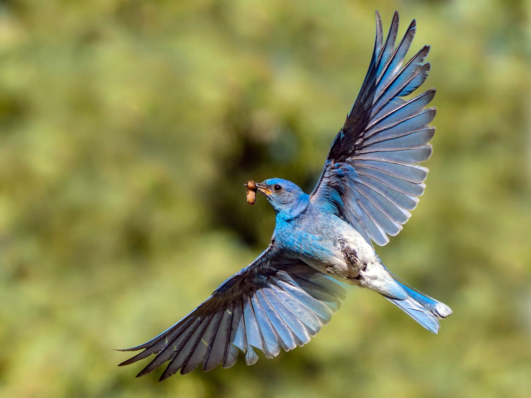 Mountain Bluebird in-flight carrying food in his beak