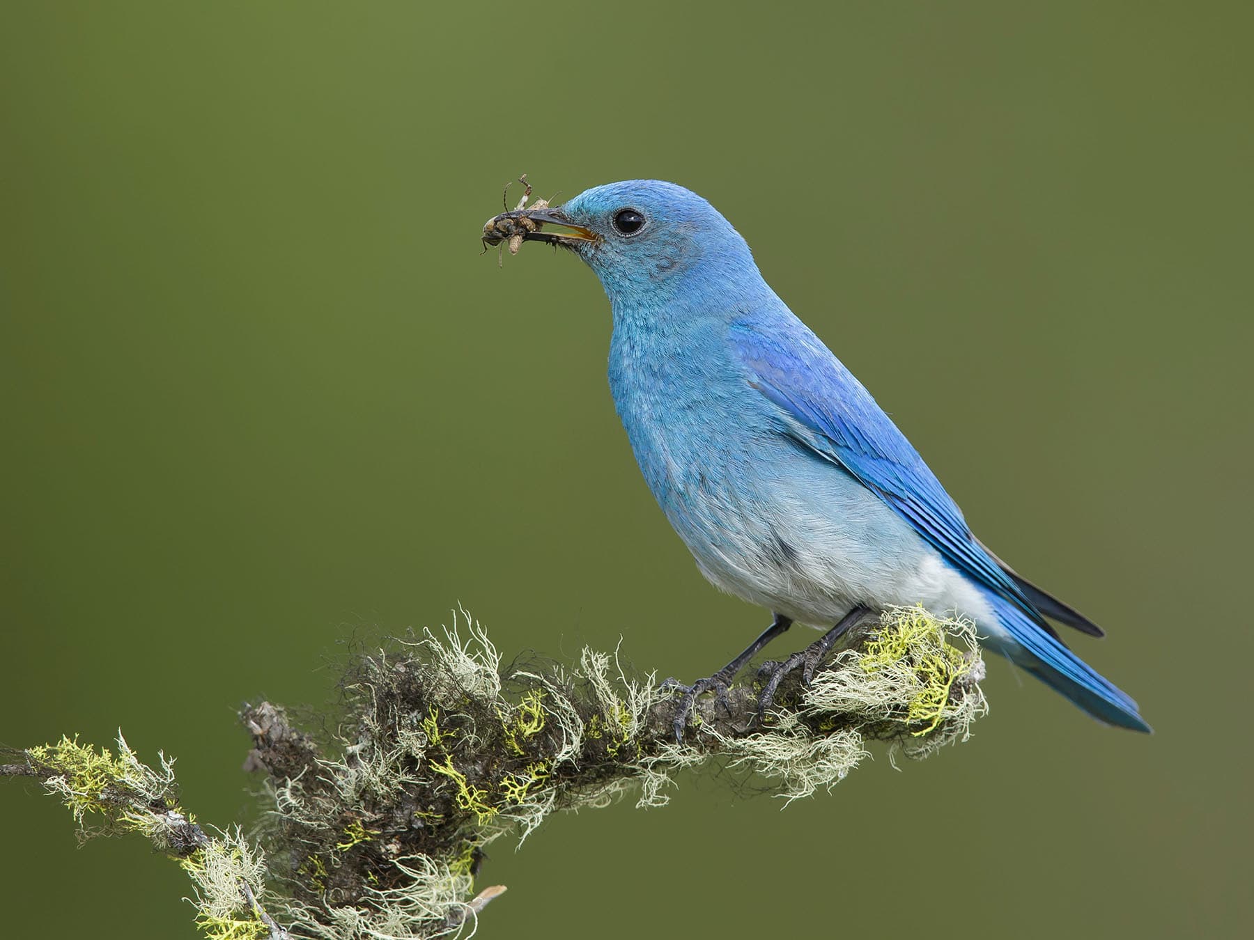 Mountain Bluebird perching on a branch feeding on an insect
