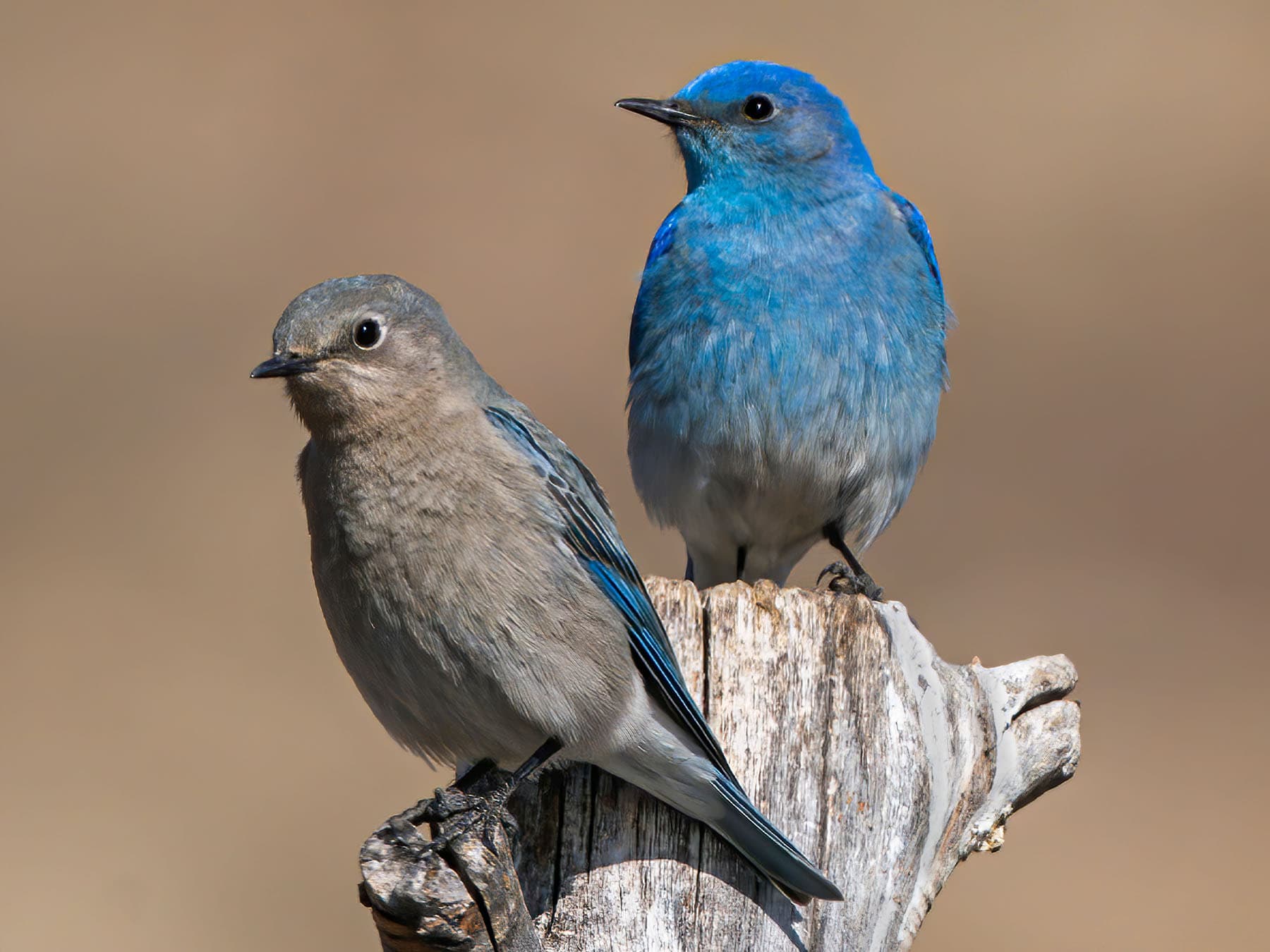 Female (left) and Male (right) Mountain Bluebirds perching on a tree trunk