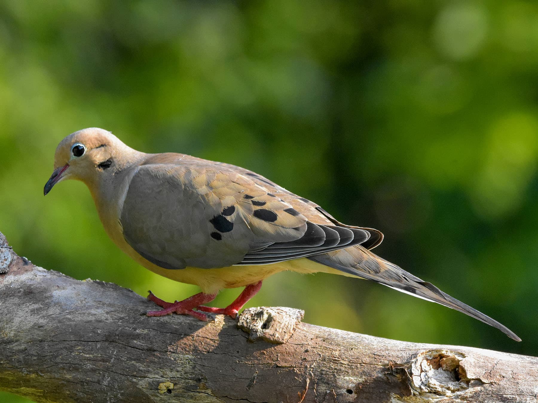 Close up of a Mourning Dove