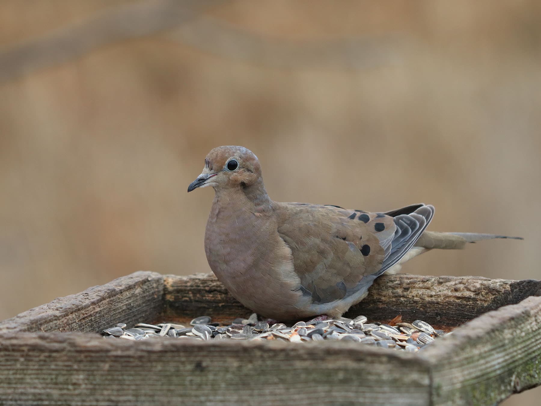 Mourning Dove eating seeds from a platform bird feeder