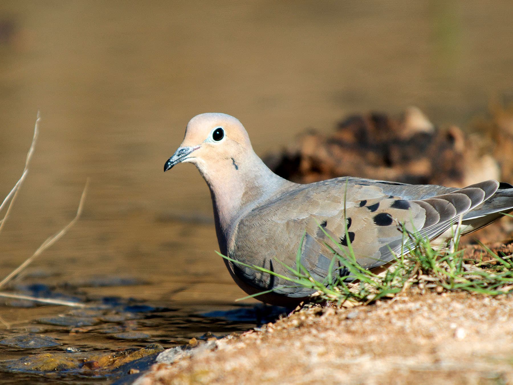 Mourning Dove drinking water from a small pond