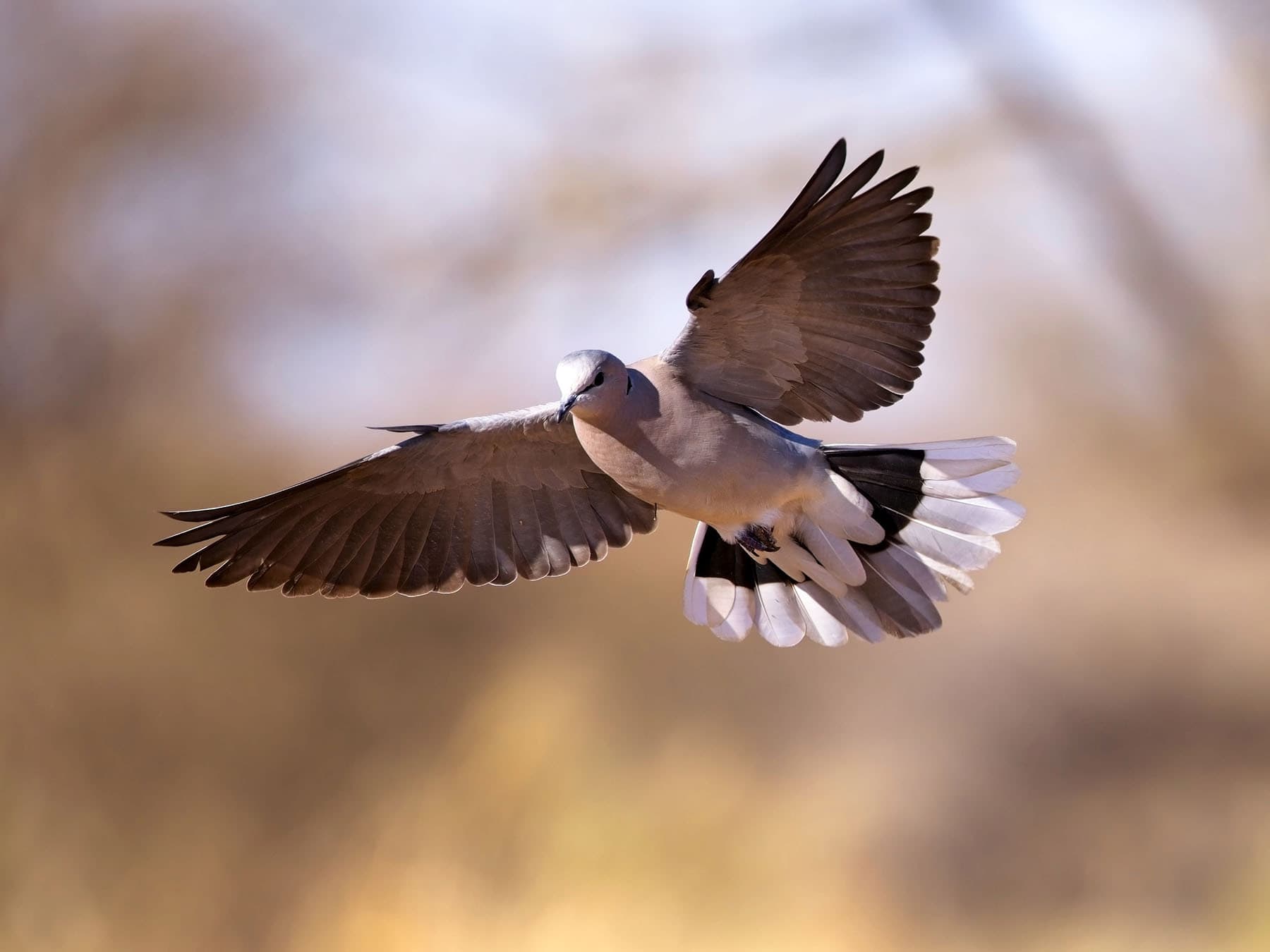 Mourning Dove in flight