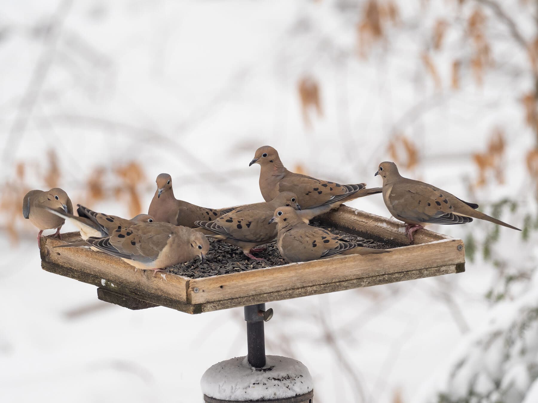 A small flock of Mourning Doves on a platform feeder