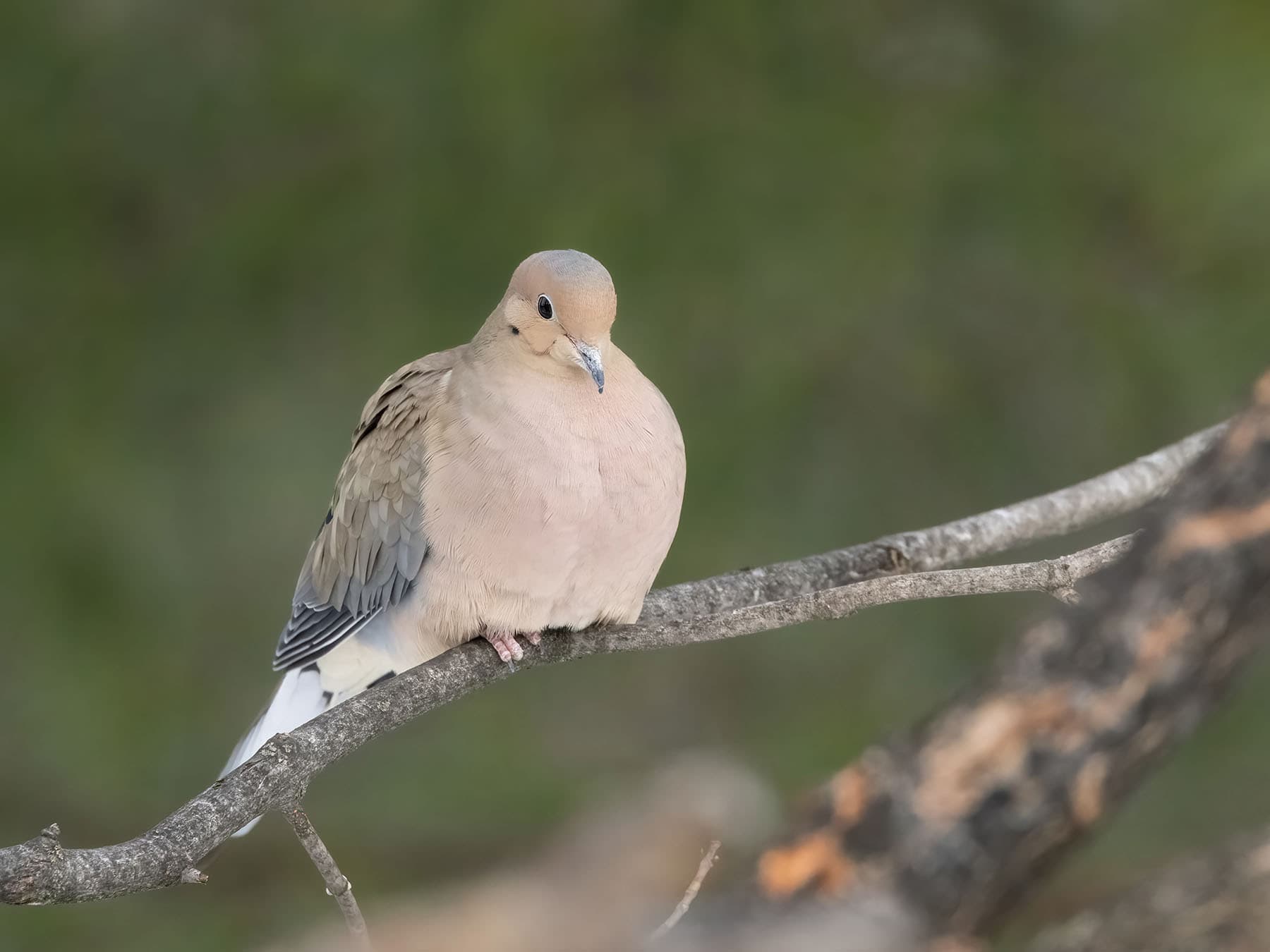 Mourning Doves are one of the most common bird species in the US