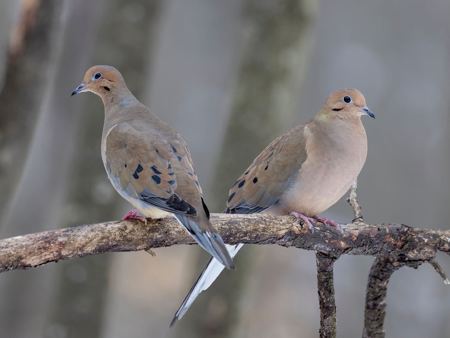 A pair of Mourning Doves perched on a branch