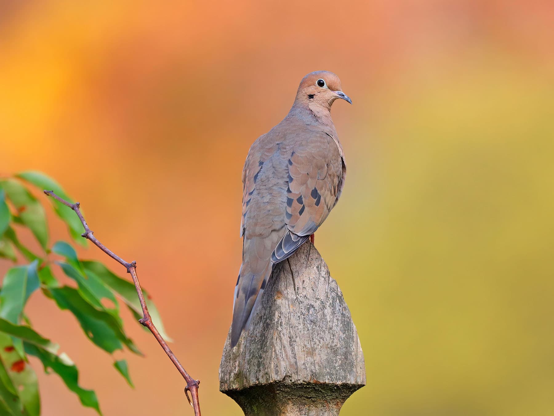 Mourning Dove perched on a fence post during the autumn