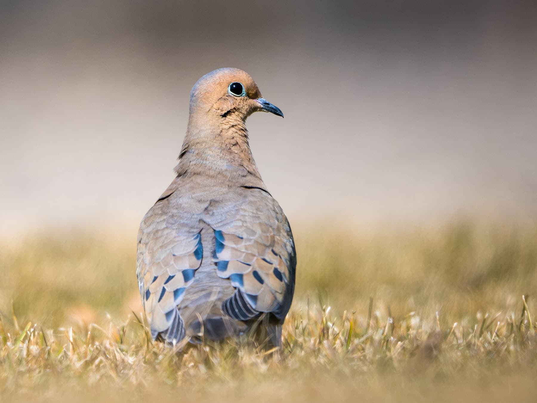 Mourning dove walking