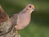Mourning Dove