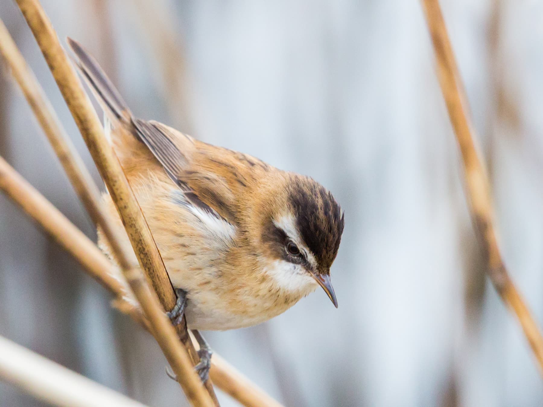 Moustached Warbler perching in the reeds