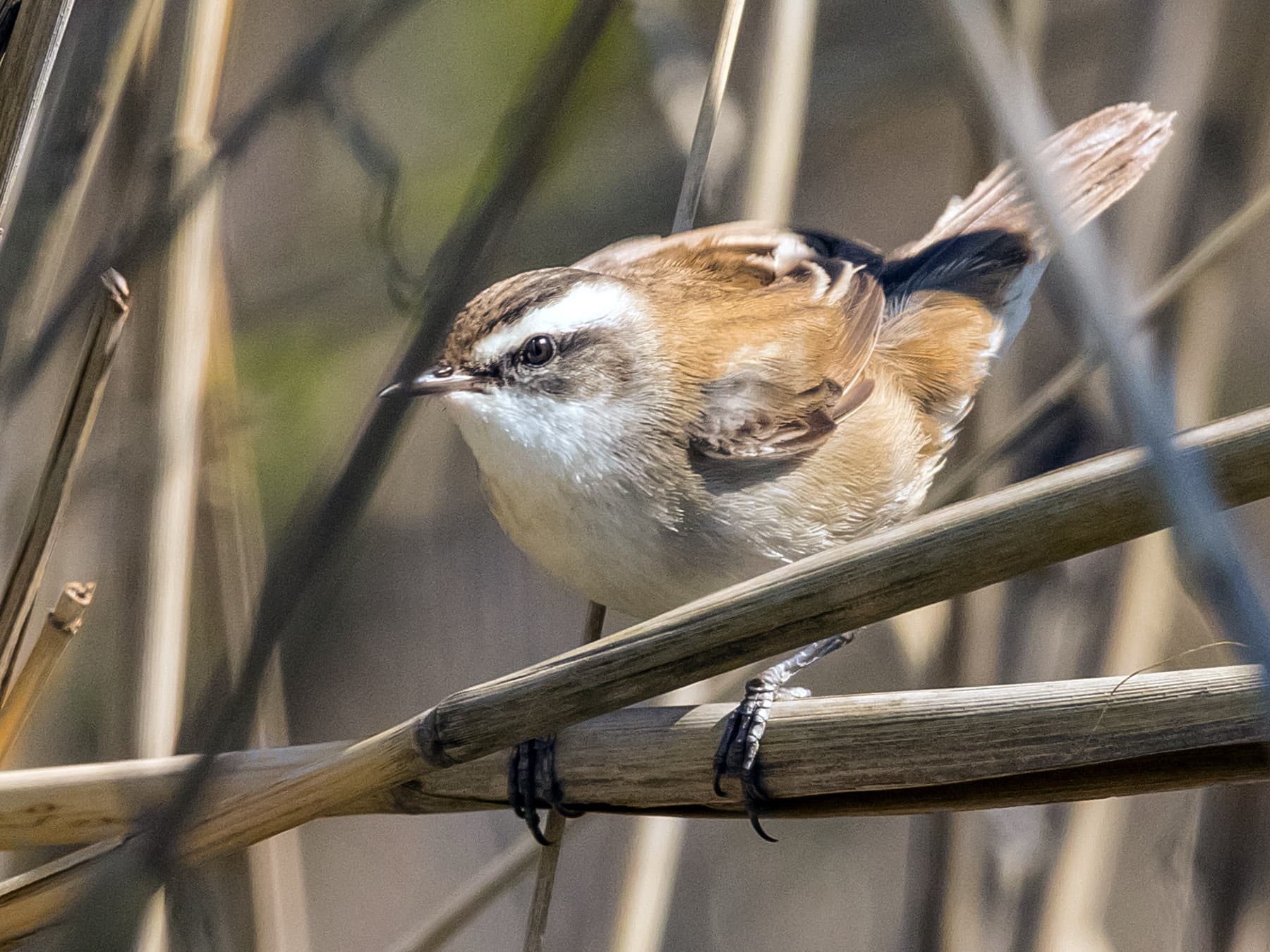 Moustached Warbler in wetlands