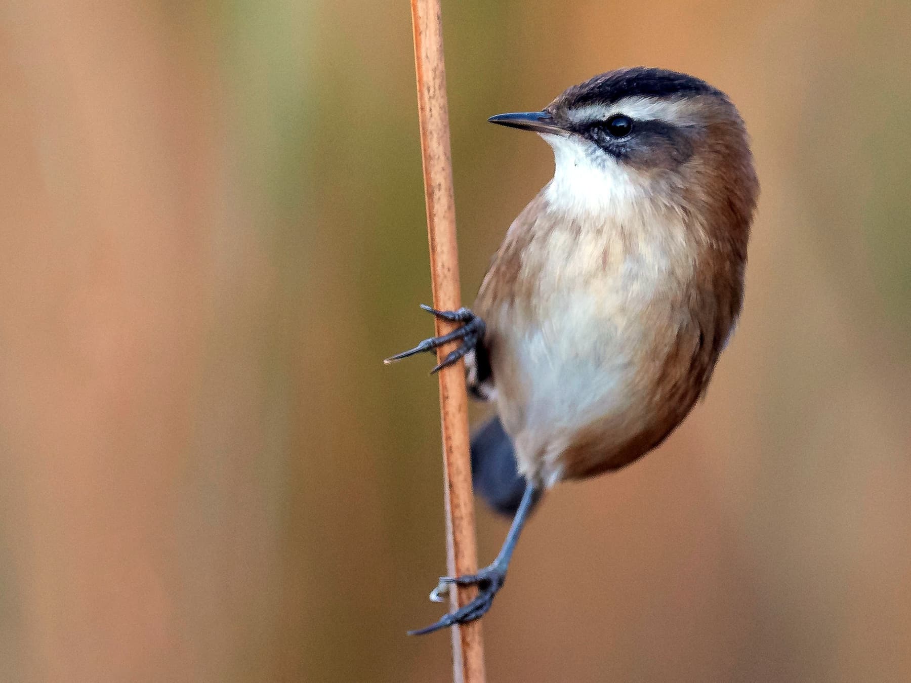 Moustached Warbler perched on a reed