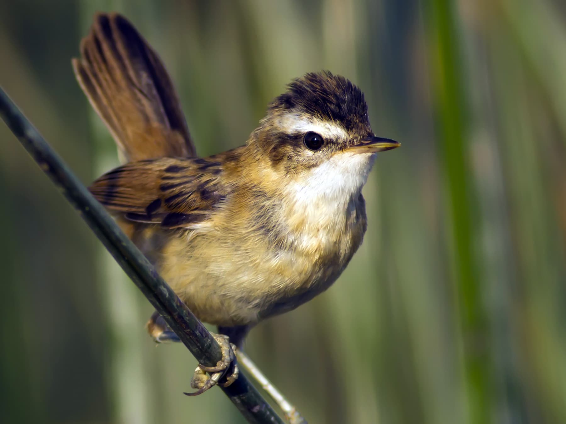 Moustached Warbler in its natural habitat