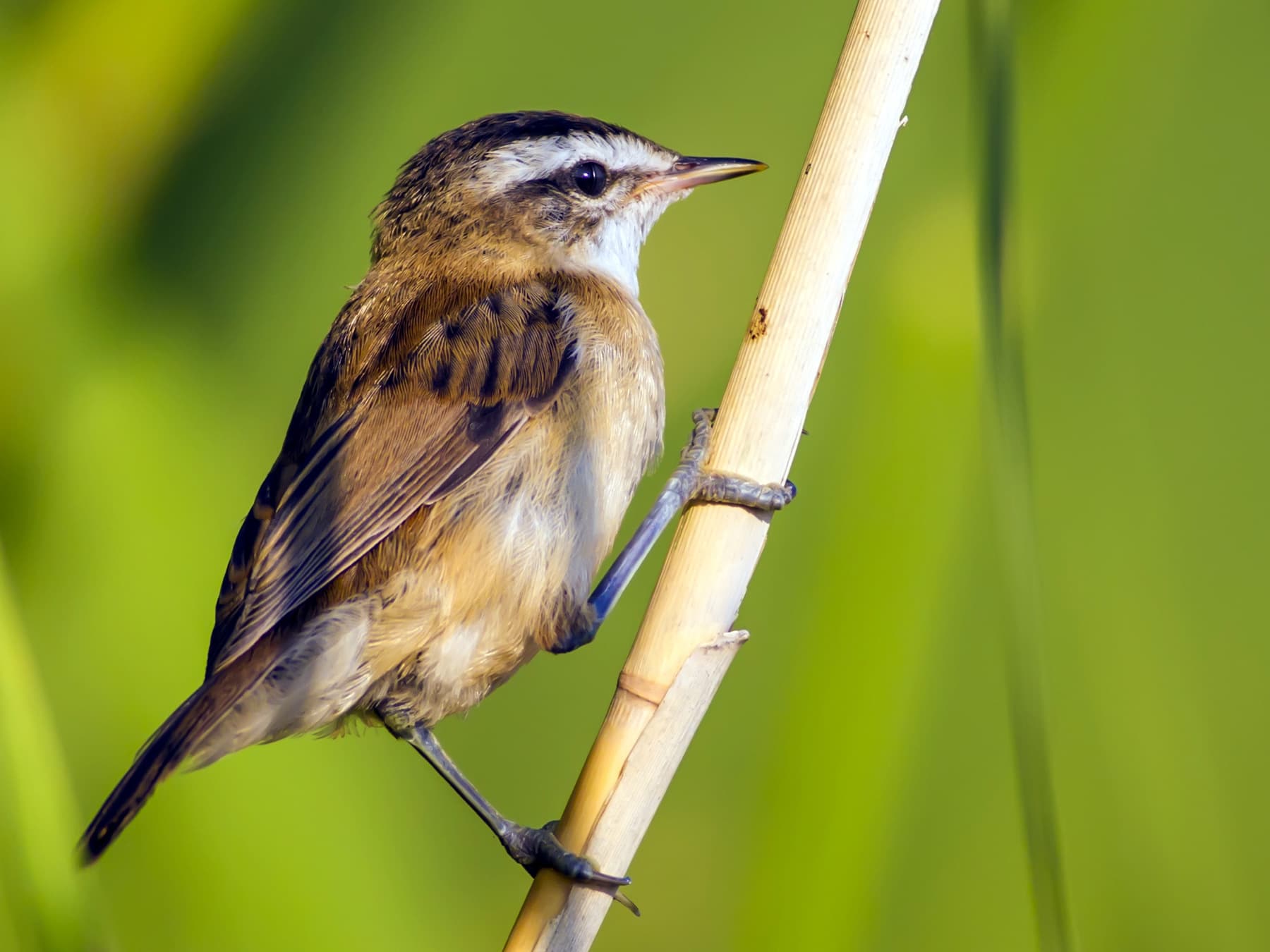 Moustached Warbler standing on reed
