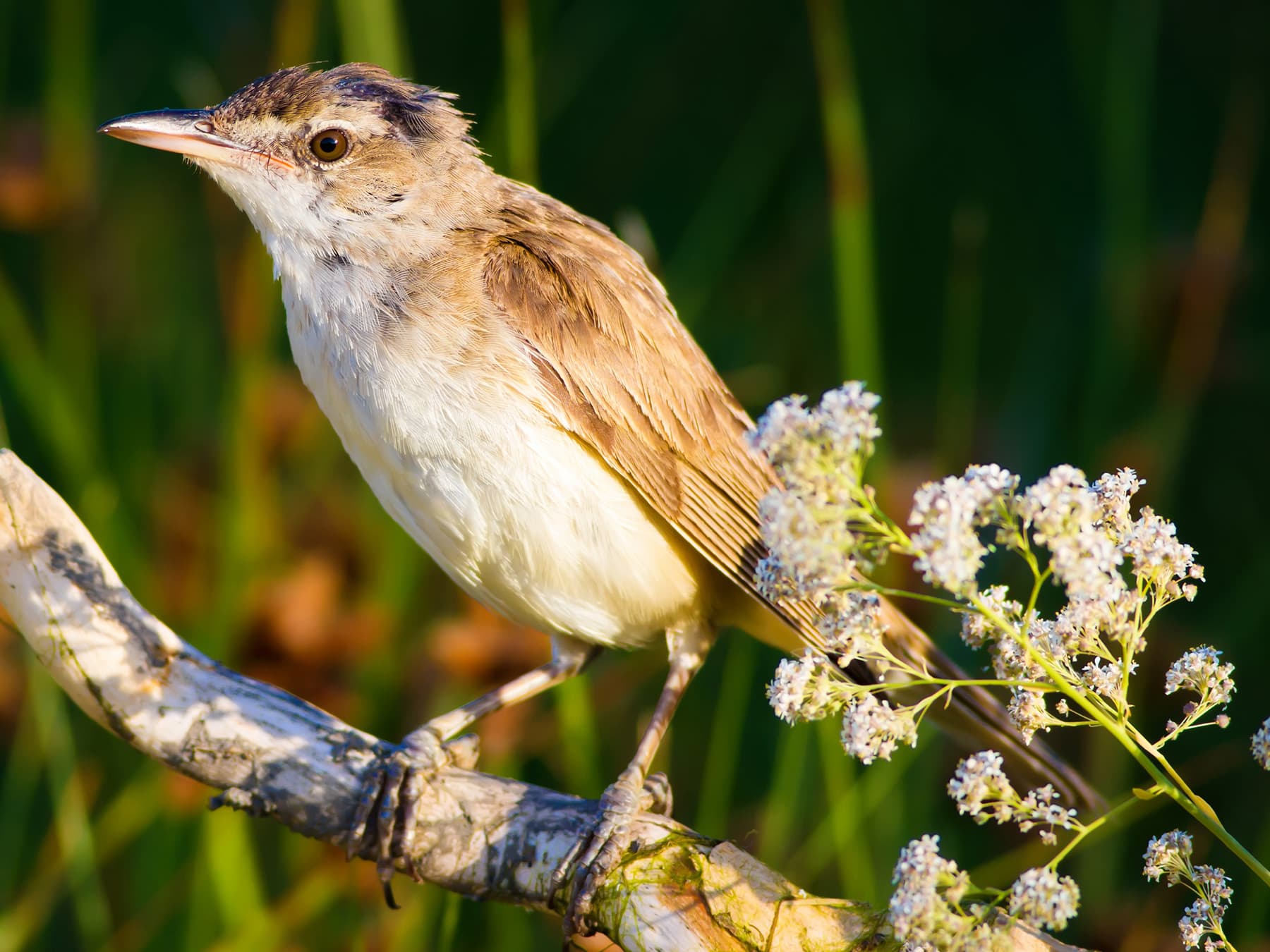 Moustached Warbler resting near lake habitat