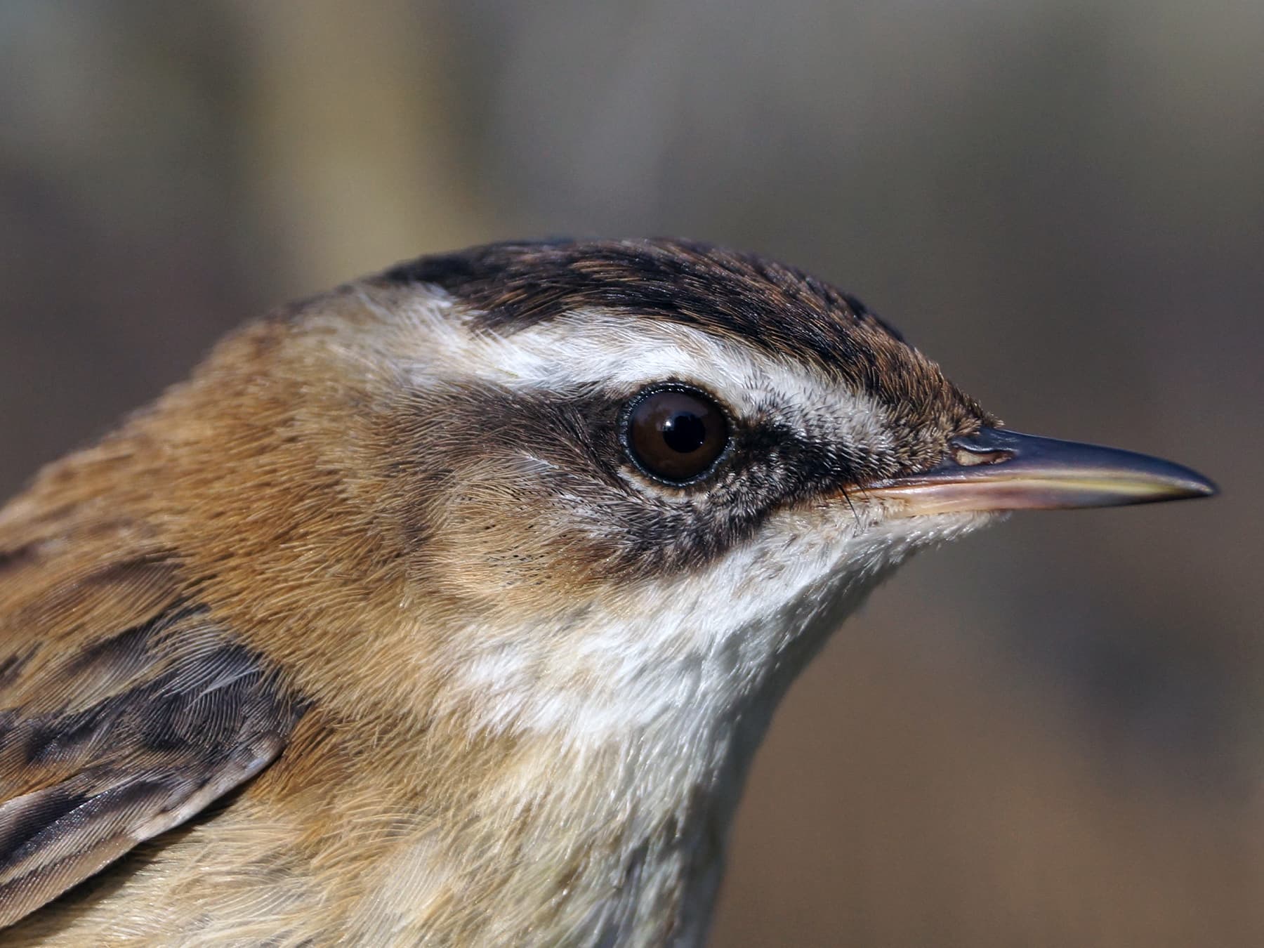 Moustached Warbler portrait