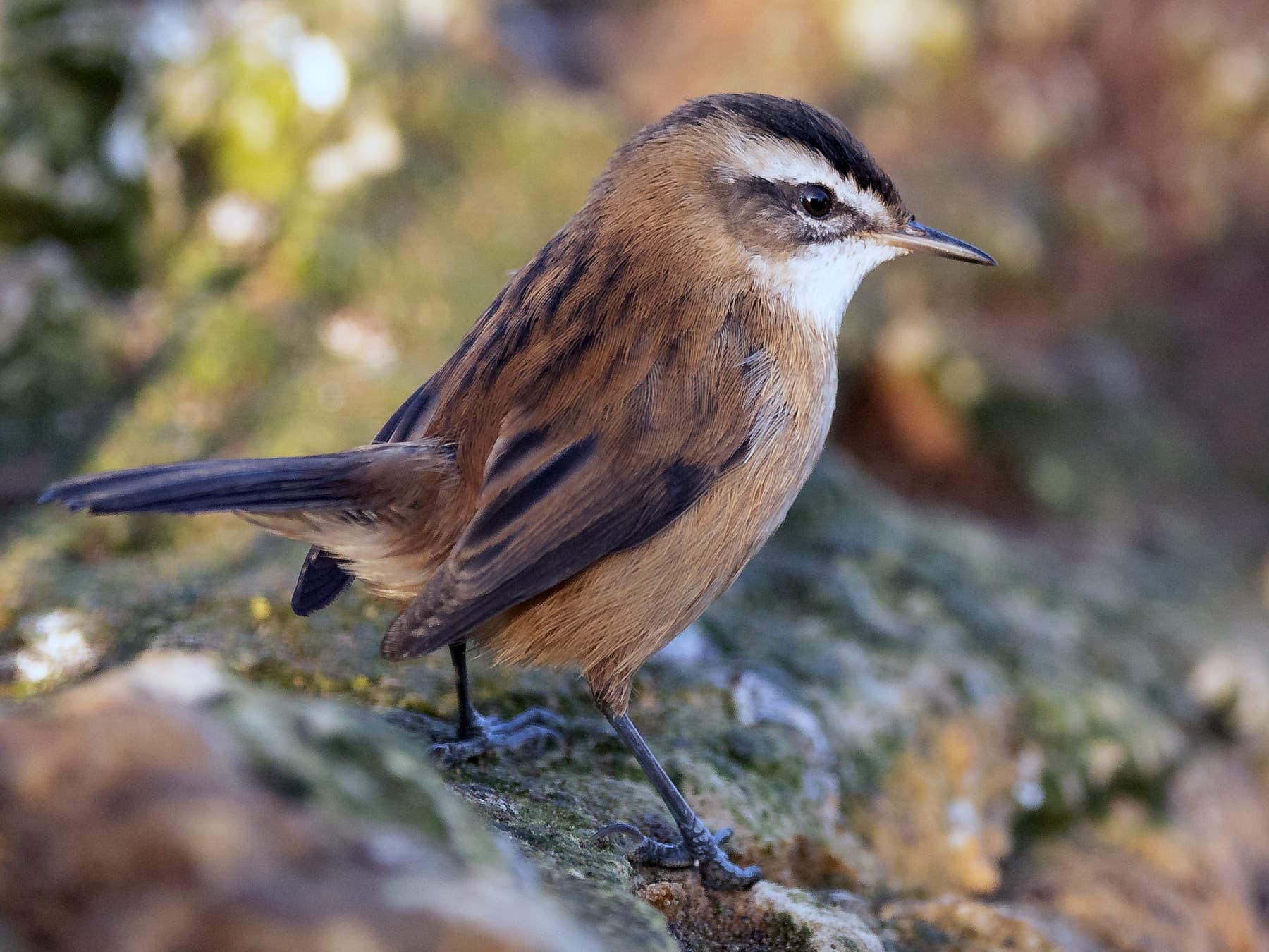 Moustached Warbler standing on rocks in search of food