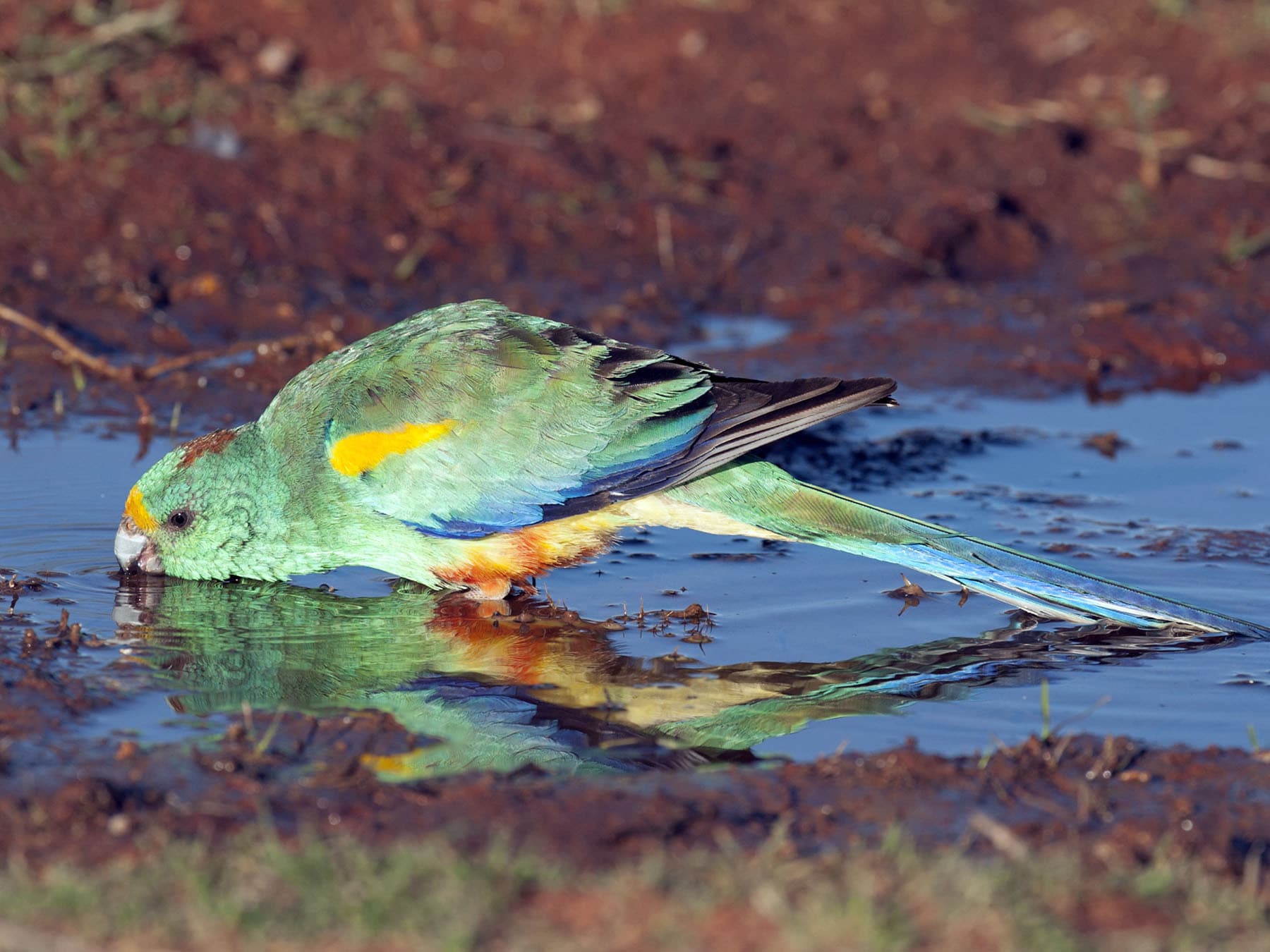 Mulga Parrot drinking water