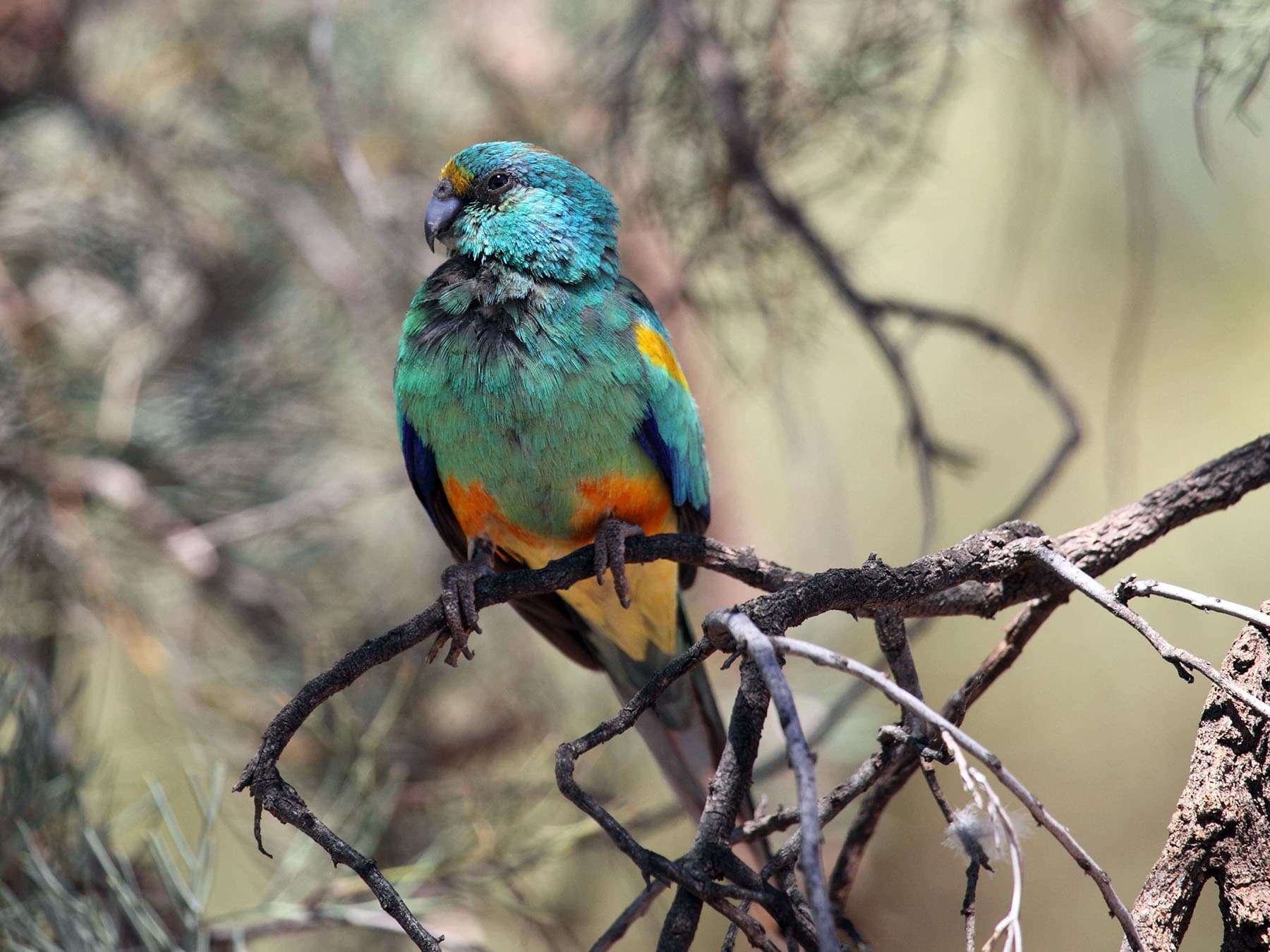 Mulga Parrot perching on a branch