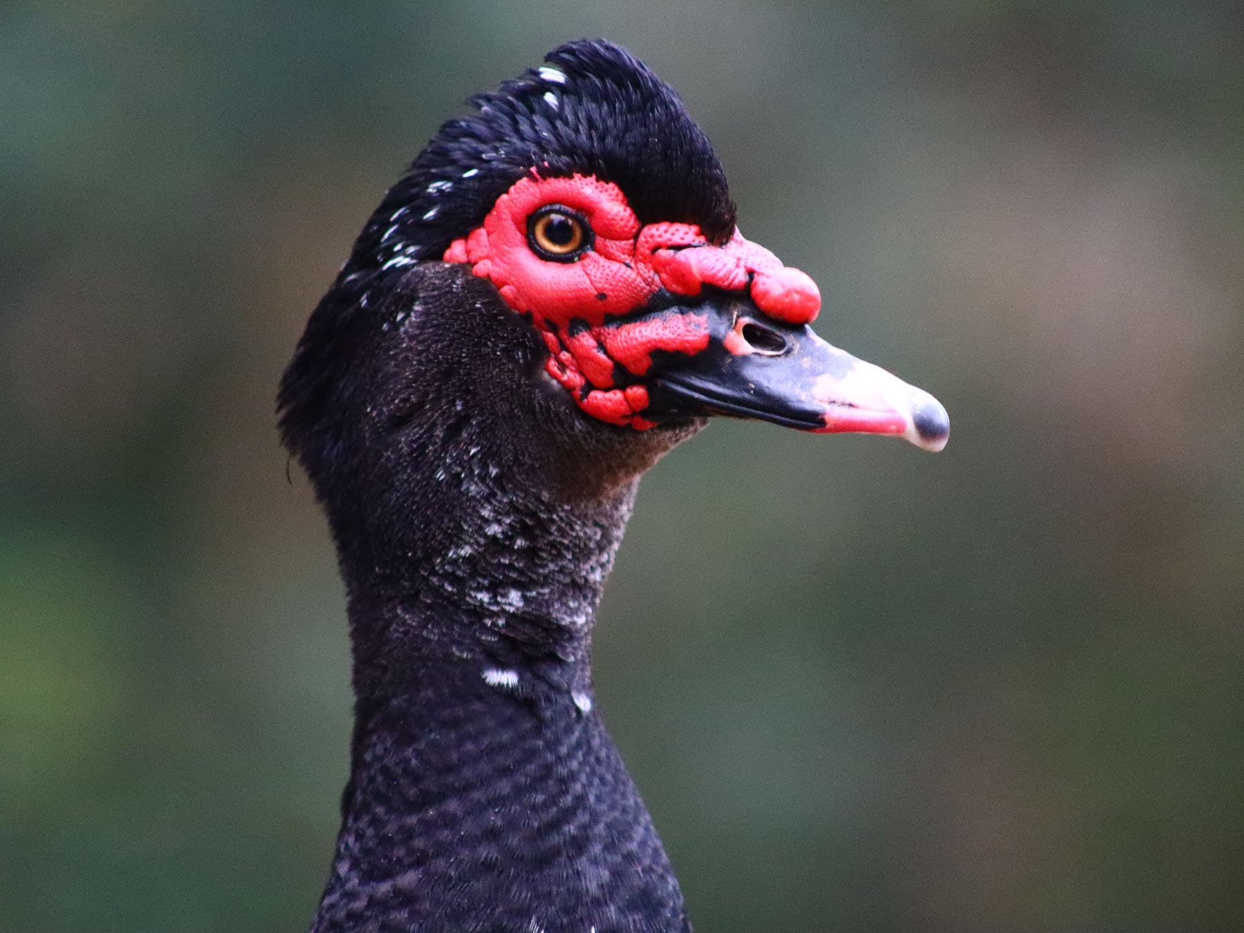Close up portrait of a Muscovy Duck